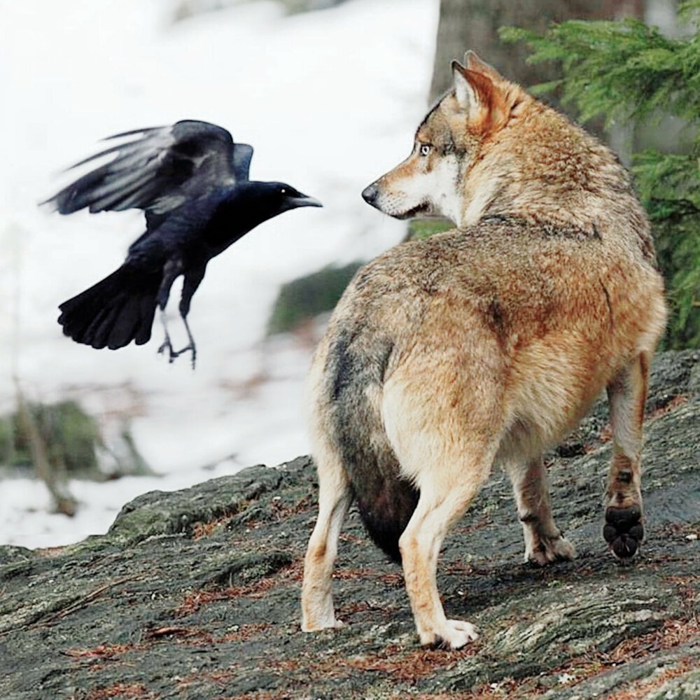 Волк и ворон.