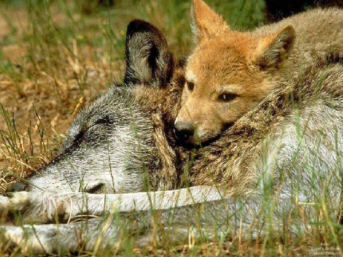 Время лисы и время волка