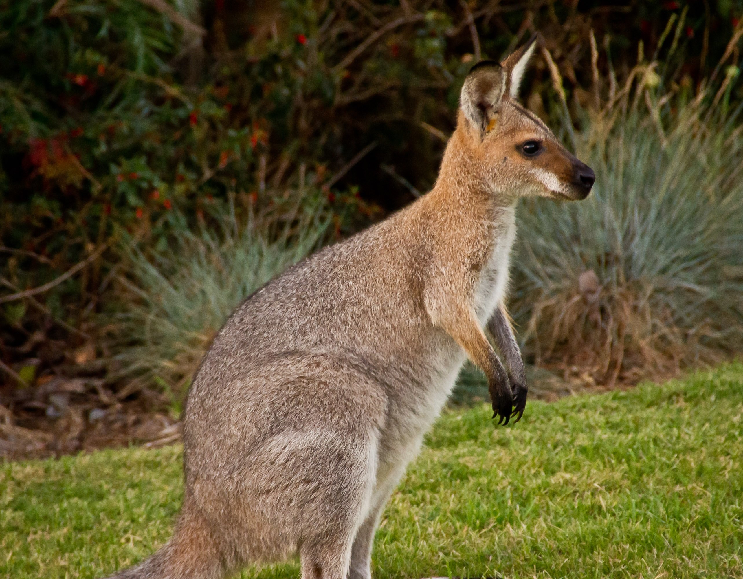 Болотный низкорослый кенгуру