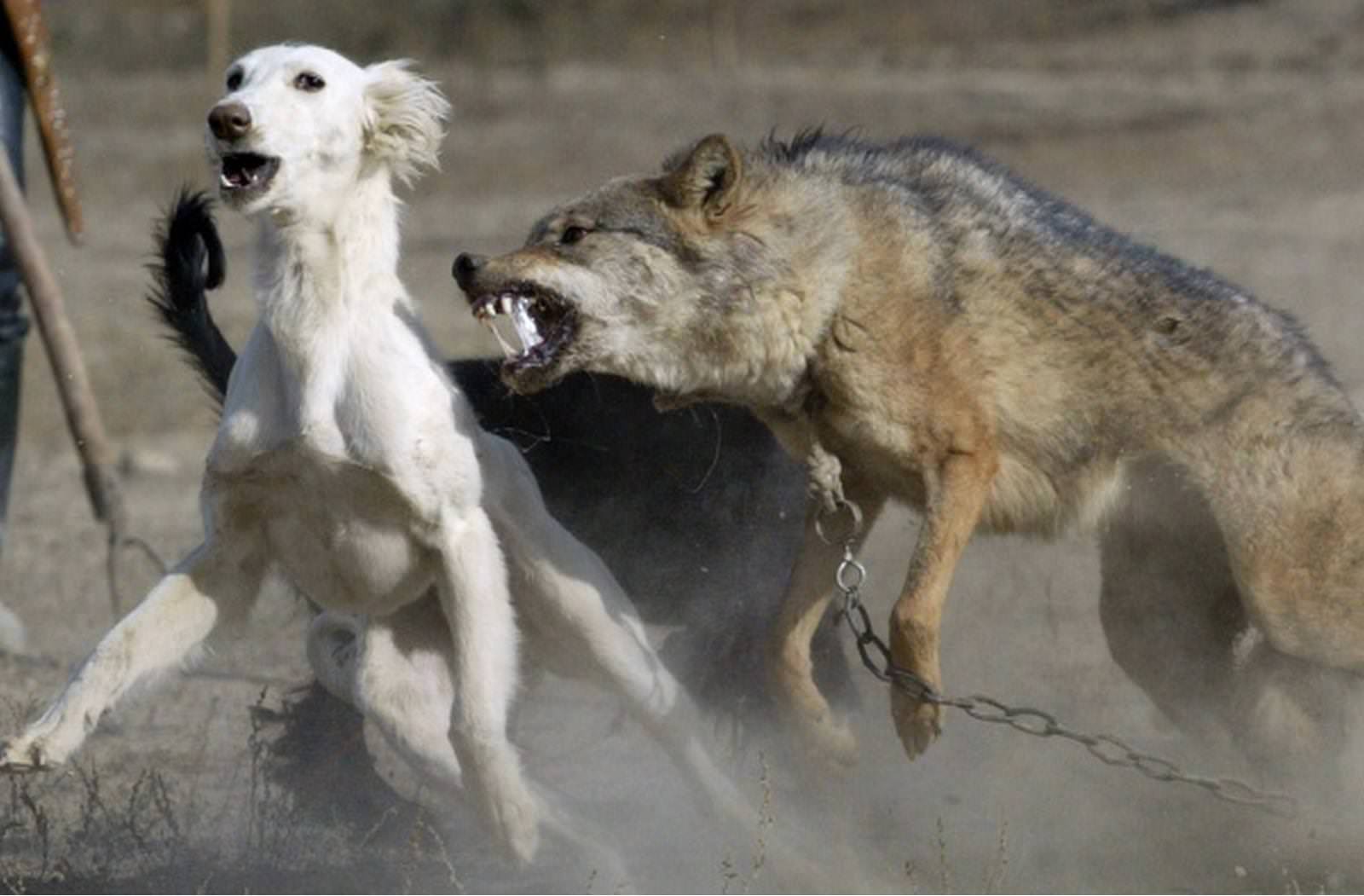 боевой волк фото