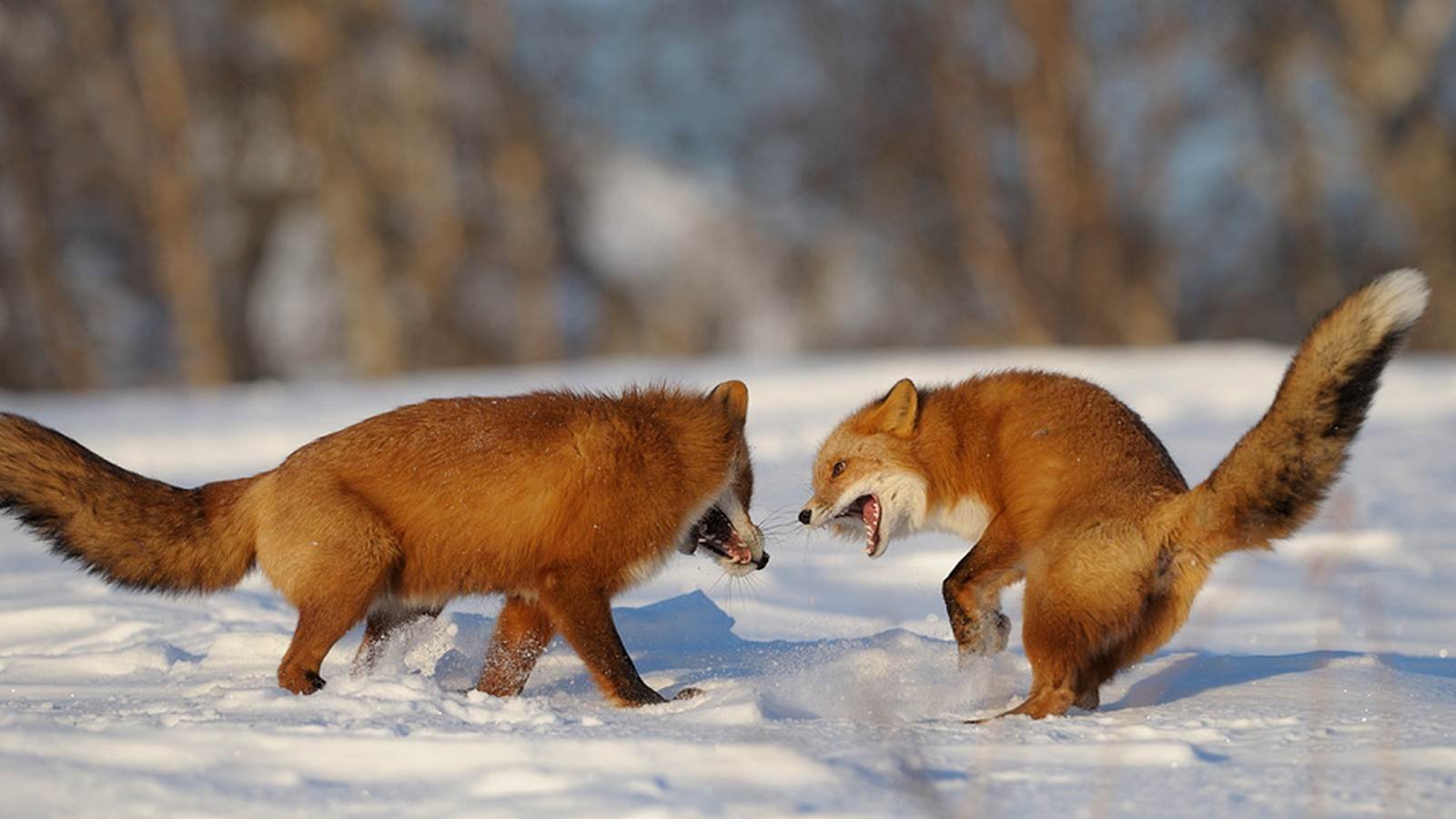 Fox di. Лиса Шпиленок. Лиса зимой. Лиса охотится зимой. Дикие животные весной.