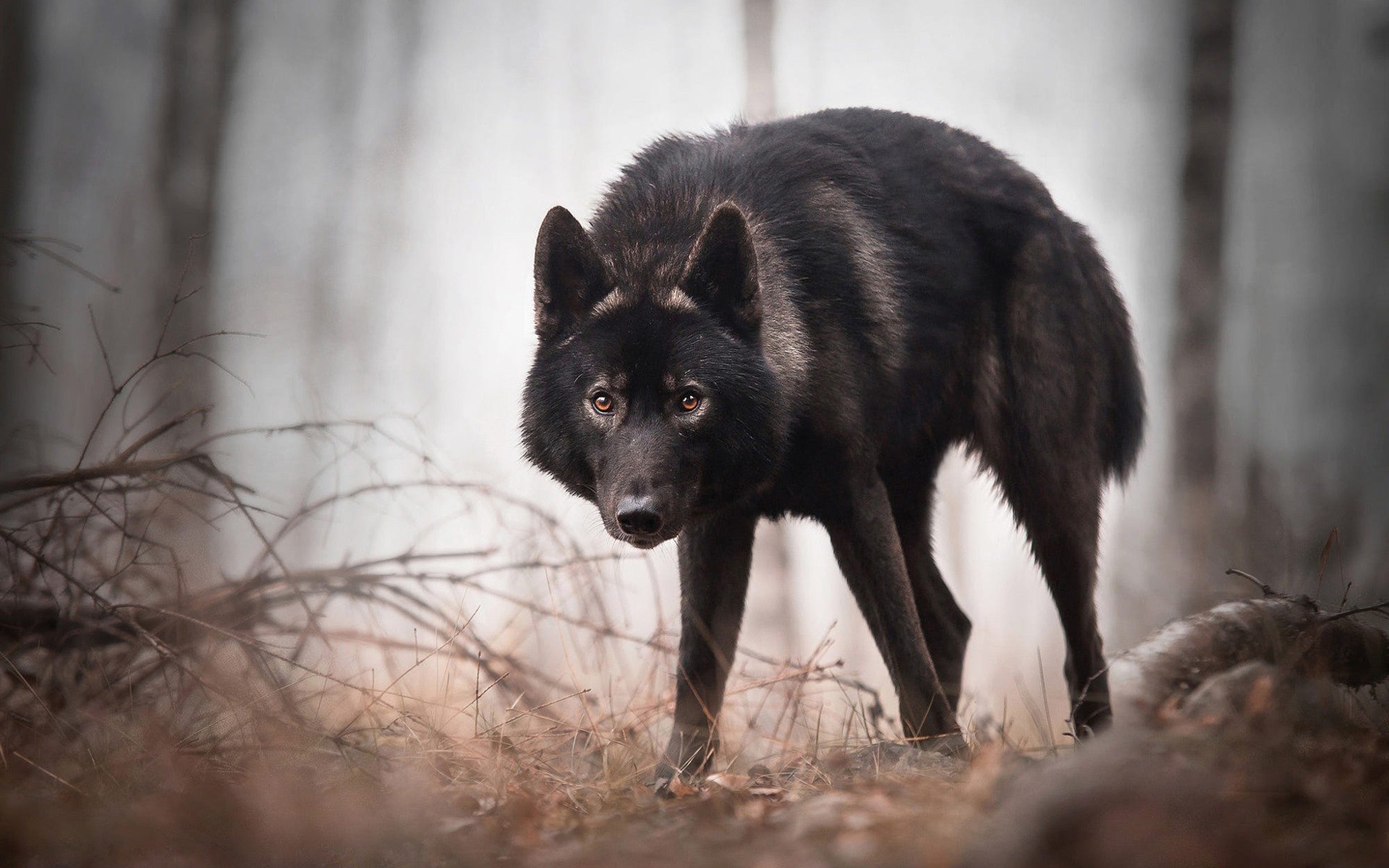 Темный волк - 46 фото
