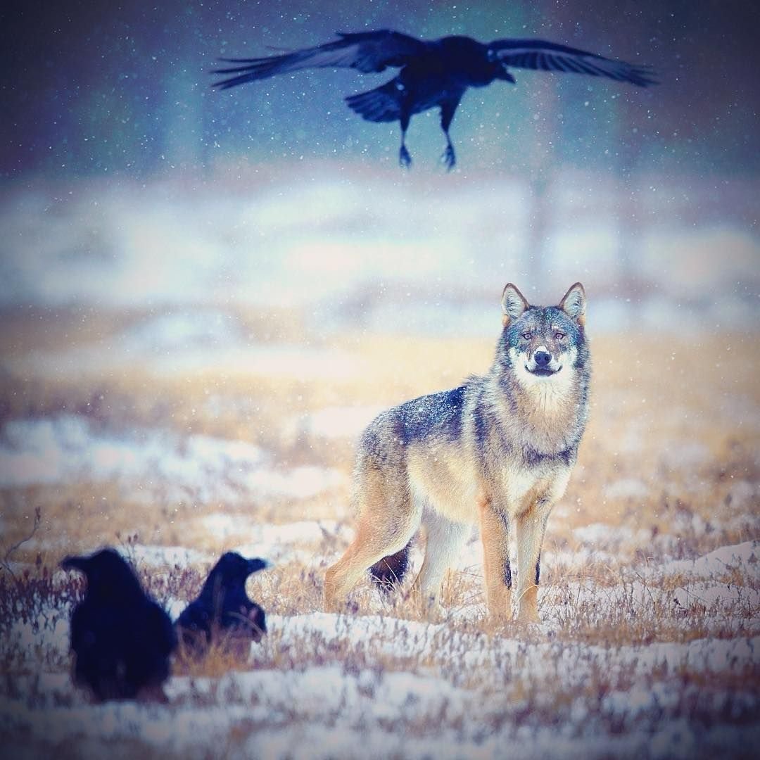 Волки да вороны. Niko Pekonen волк. Волк и птица. Волки и вороны. Волк и ворон.
