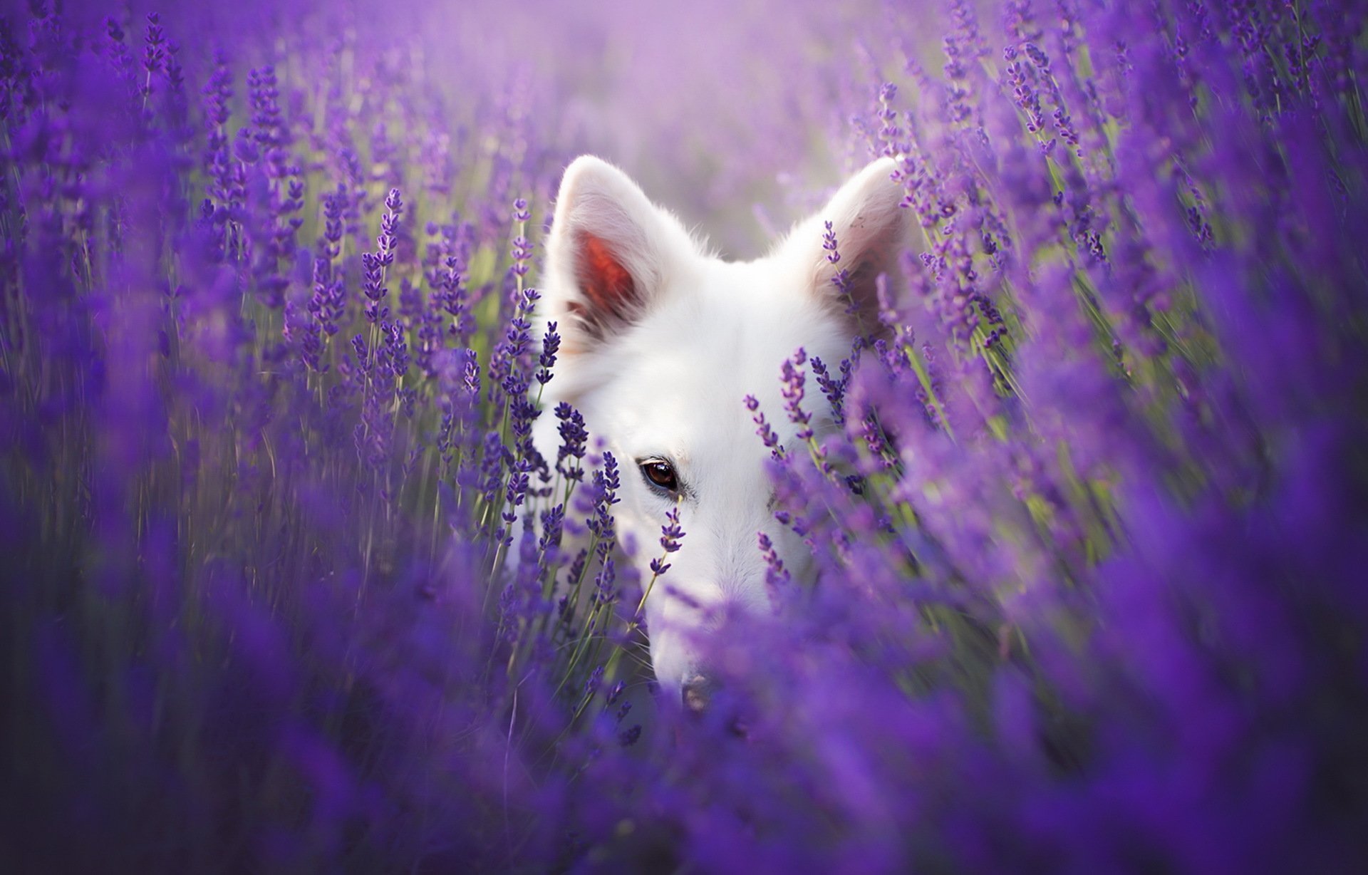 Весенняя лень. Лиса в лавандовом поле. Собака в лаванде. Фиолетовые животные. Кот в фиолетовых тонах.
