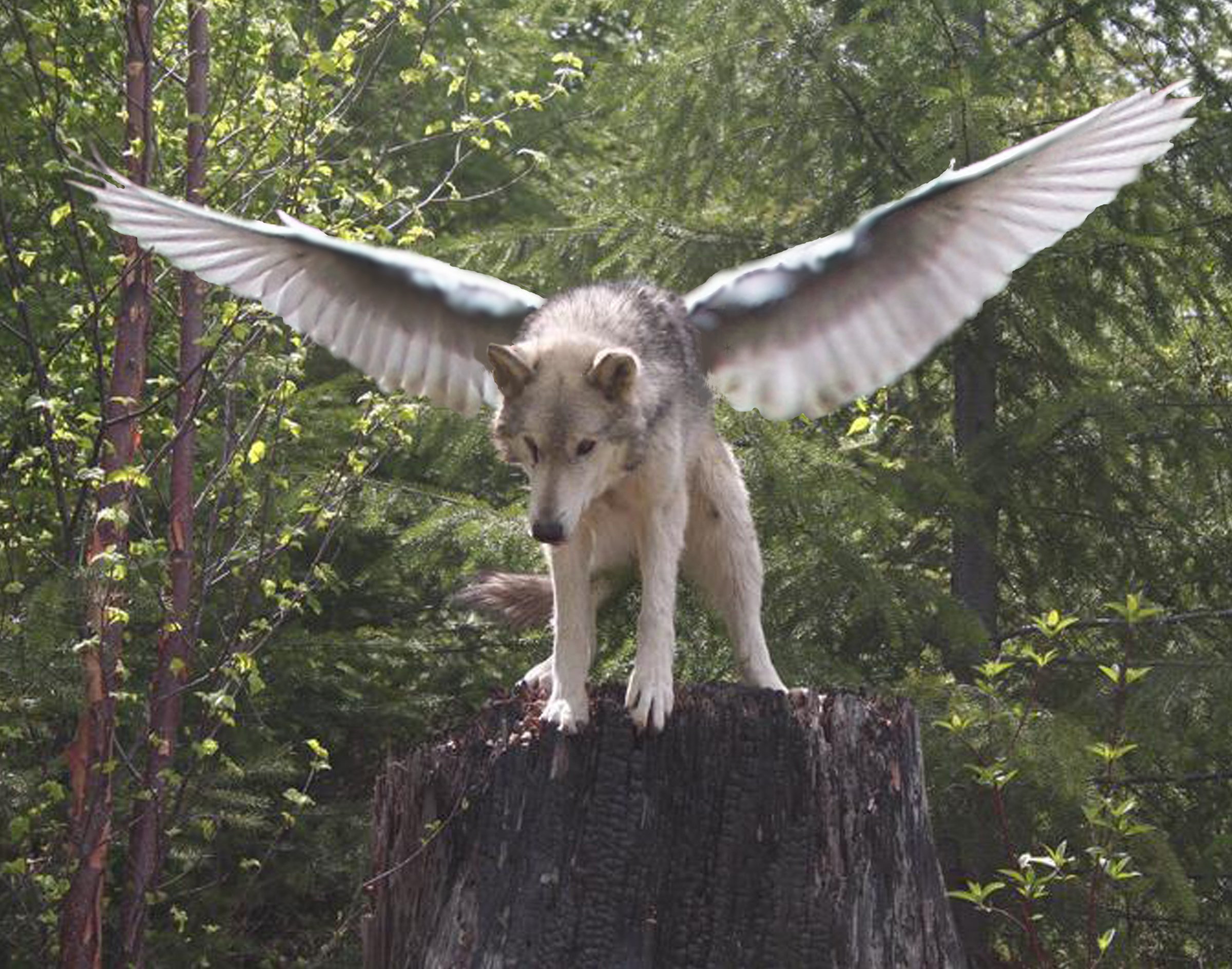 Бывает крылатым. Симуран крылатый волк. Симаргл Симуран. Крылатый волк Семаргл. Летающий волк.
