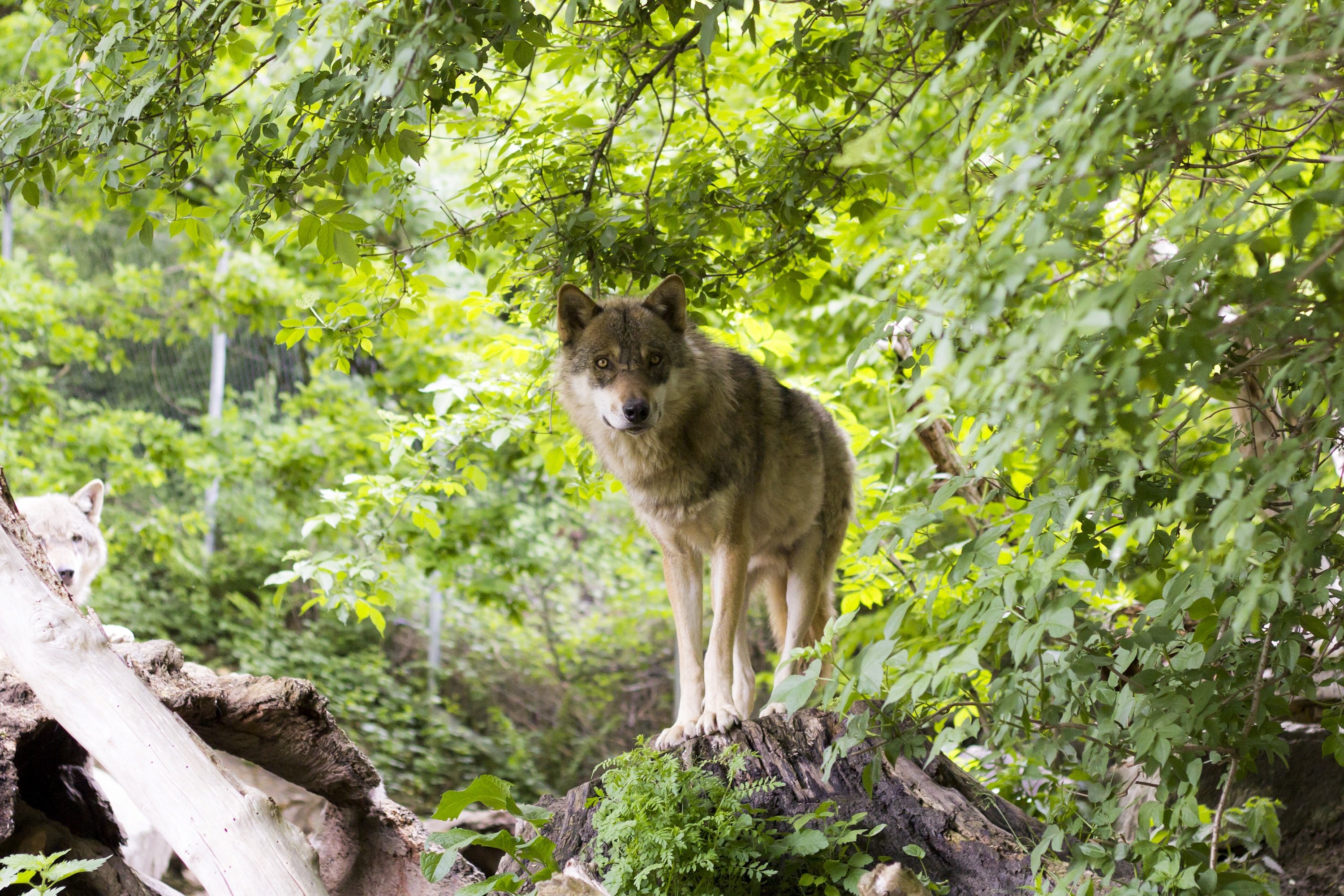 Животный мир европы. Волк Дальневосточный. Карпатский волк. Волк в лесу. Волк летом.