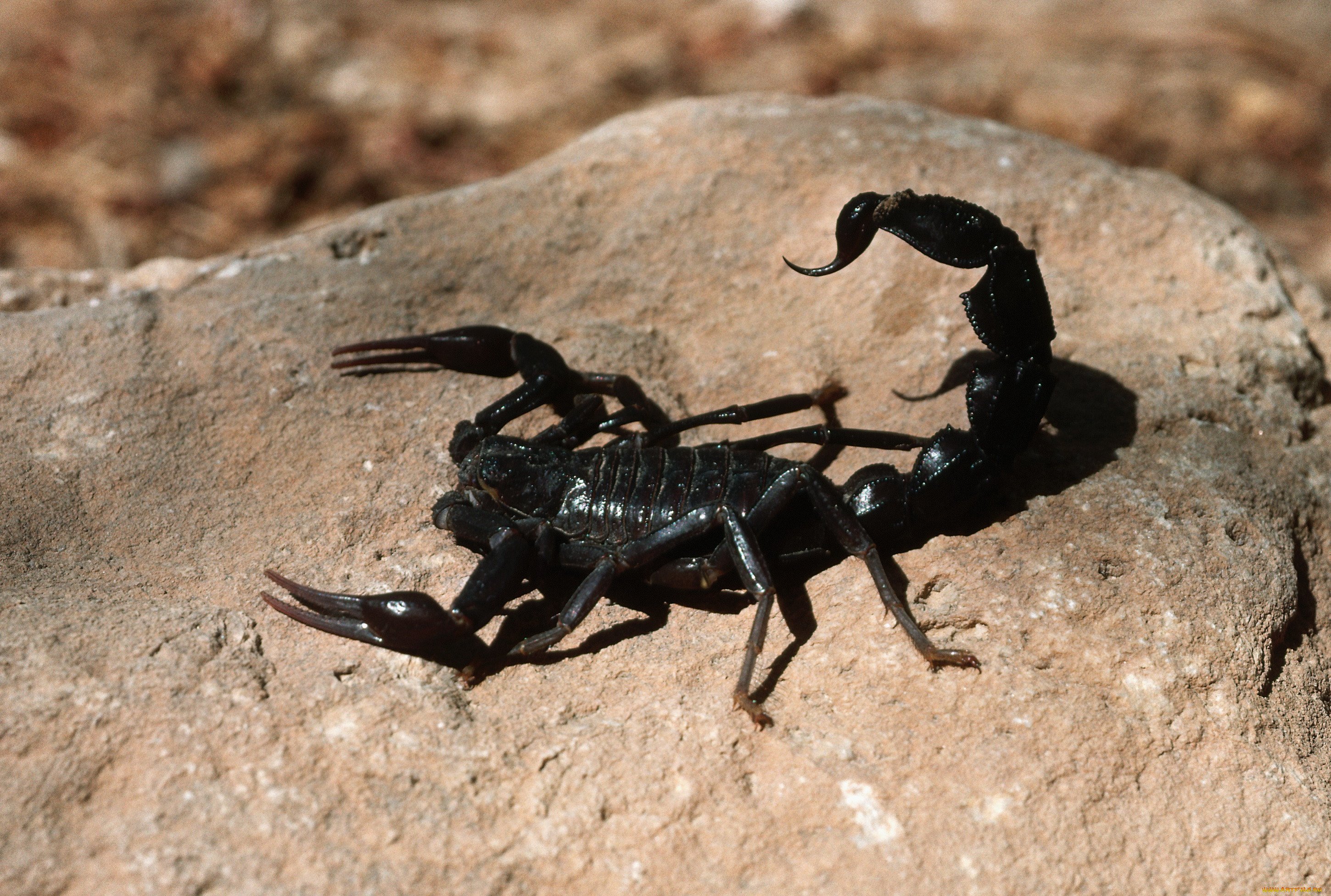 Как расстаются скорпионы. Черный толстохвостый Скорпион. Черный Скорпион / Black Scorpion (1995). Скорпион Akrep. Императорский Скорпион.