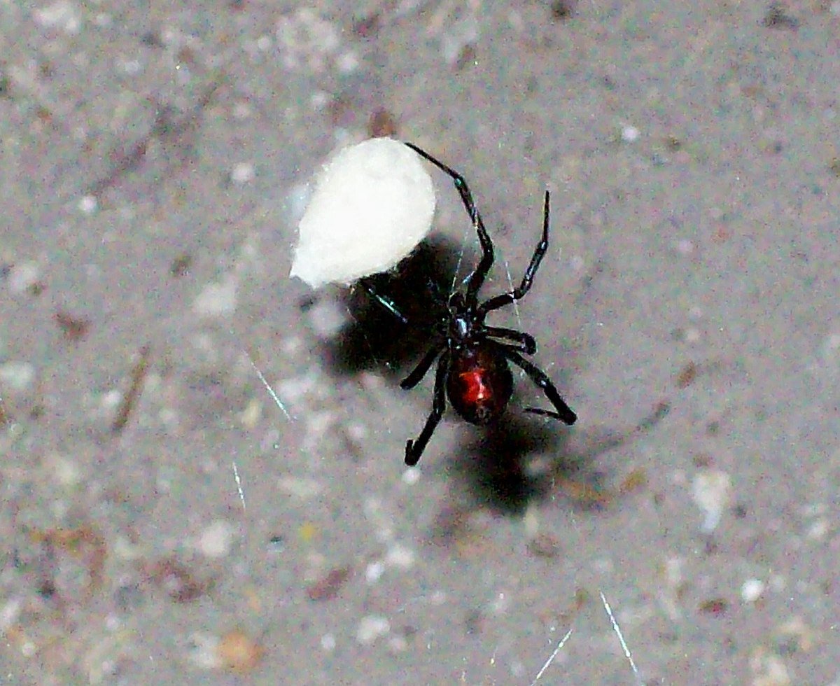 Чёрная вдова паук яйца