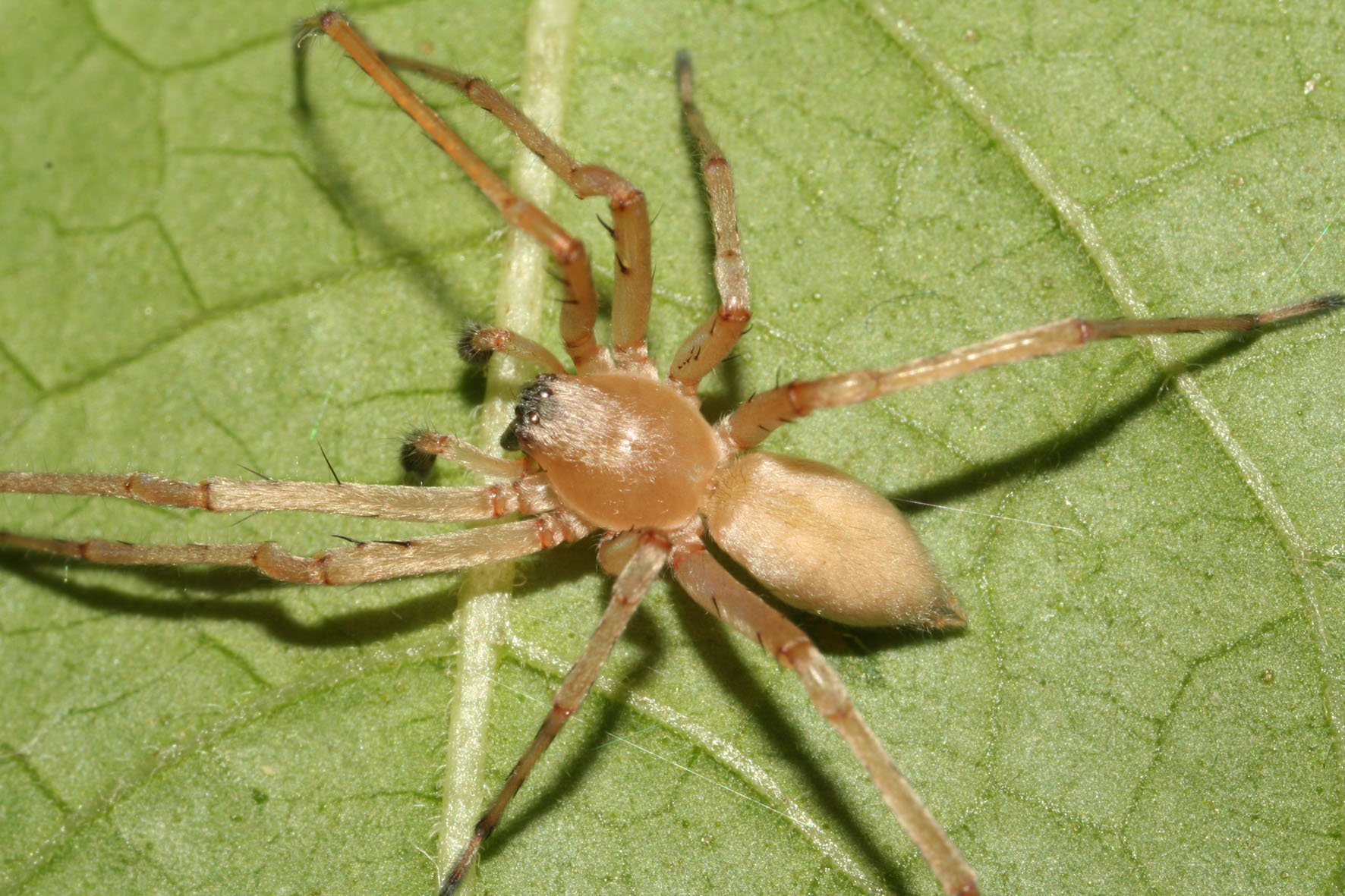 Сумчатый паук Cheiracanthium punctorium