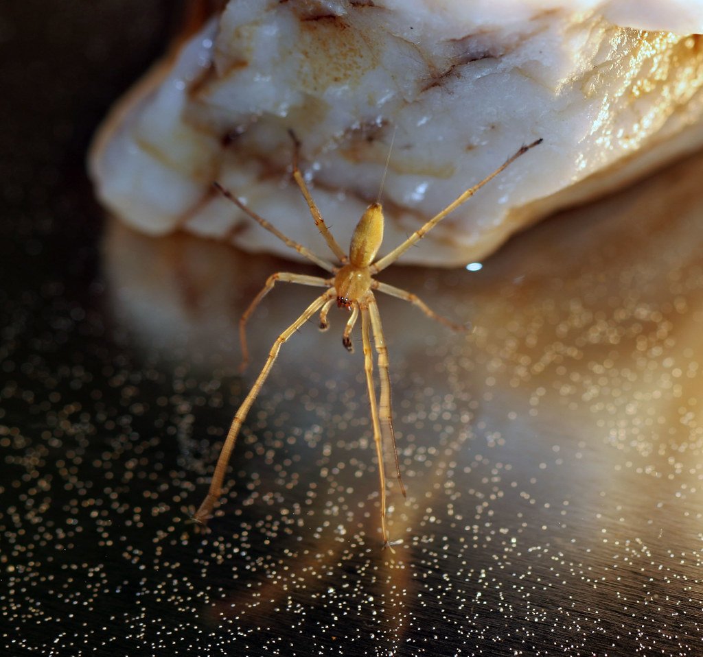 Желтосумный колющий паук - 89 фото