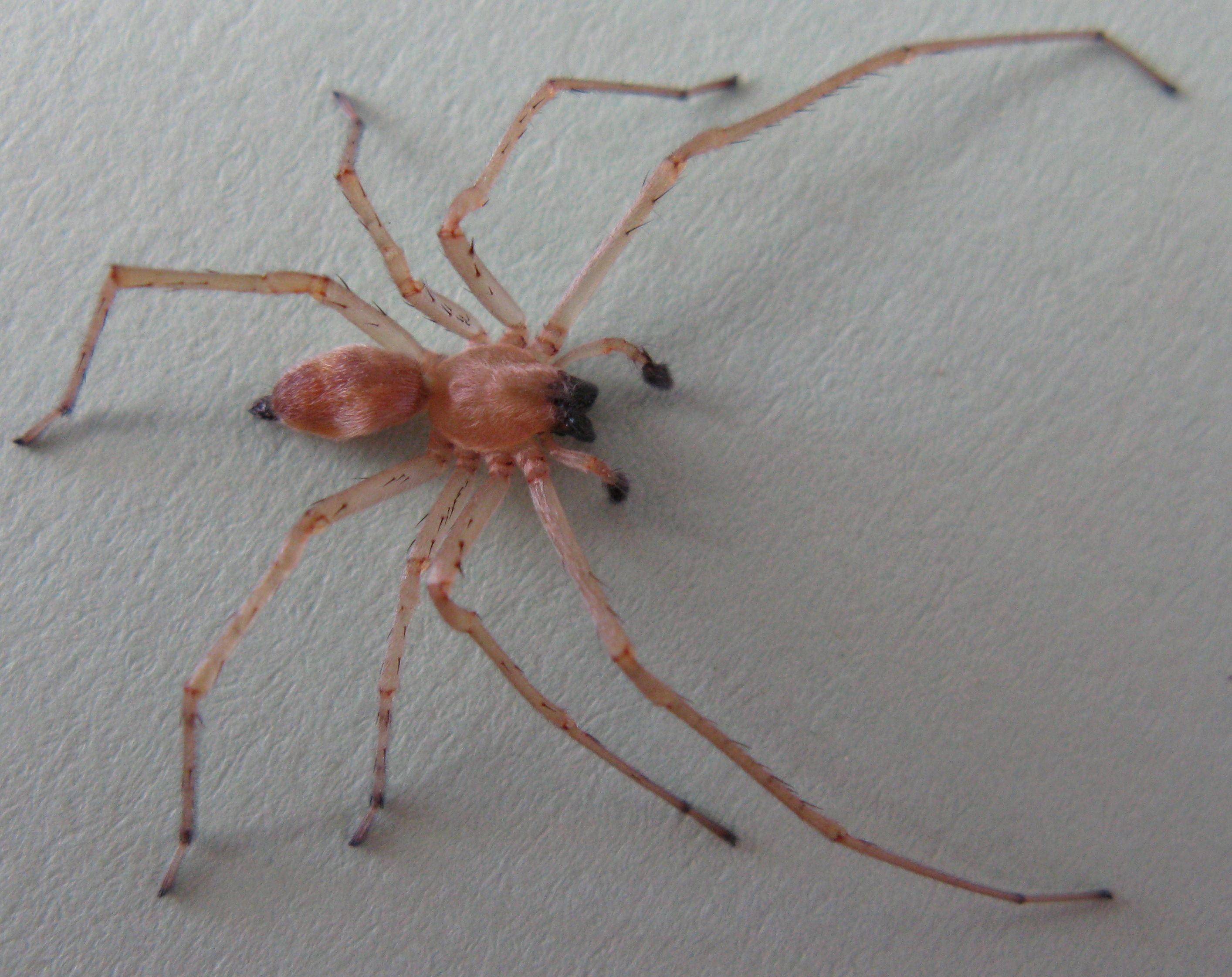 Сумчатый паук Cheiracanthium punctorium