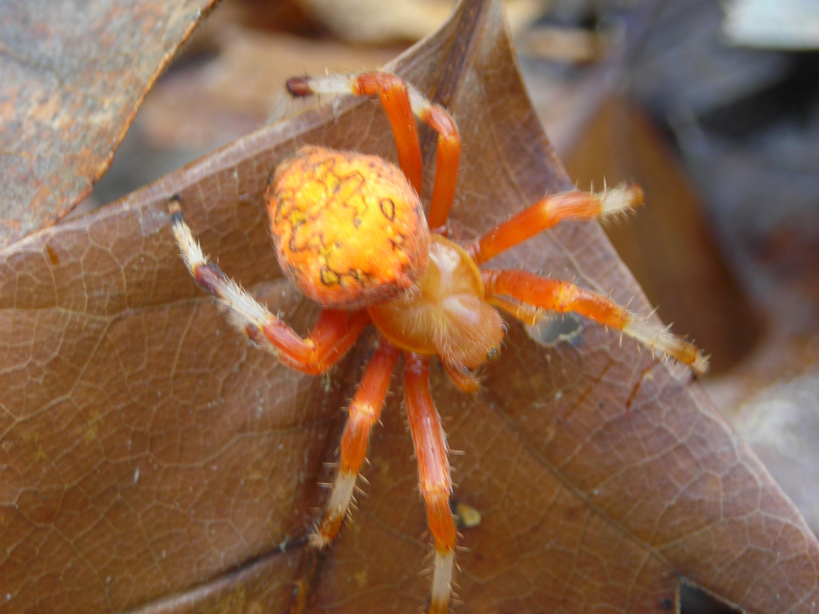 Оранжевый паук-Araneus marmoreus