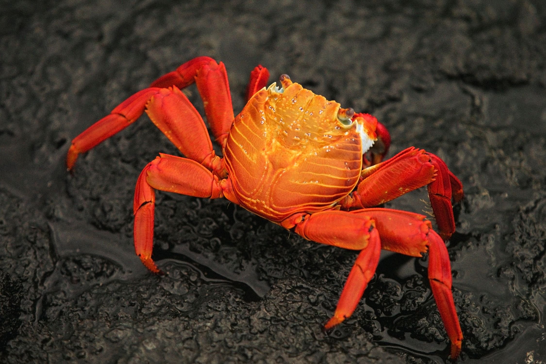 Картинки краба. Красный Земляной краб. Омар краб. «Крабы!» (Crabs!), 2022. Красный краб Crustacea.