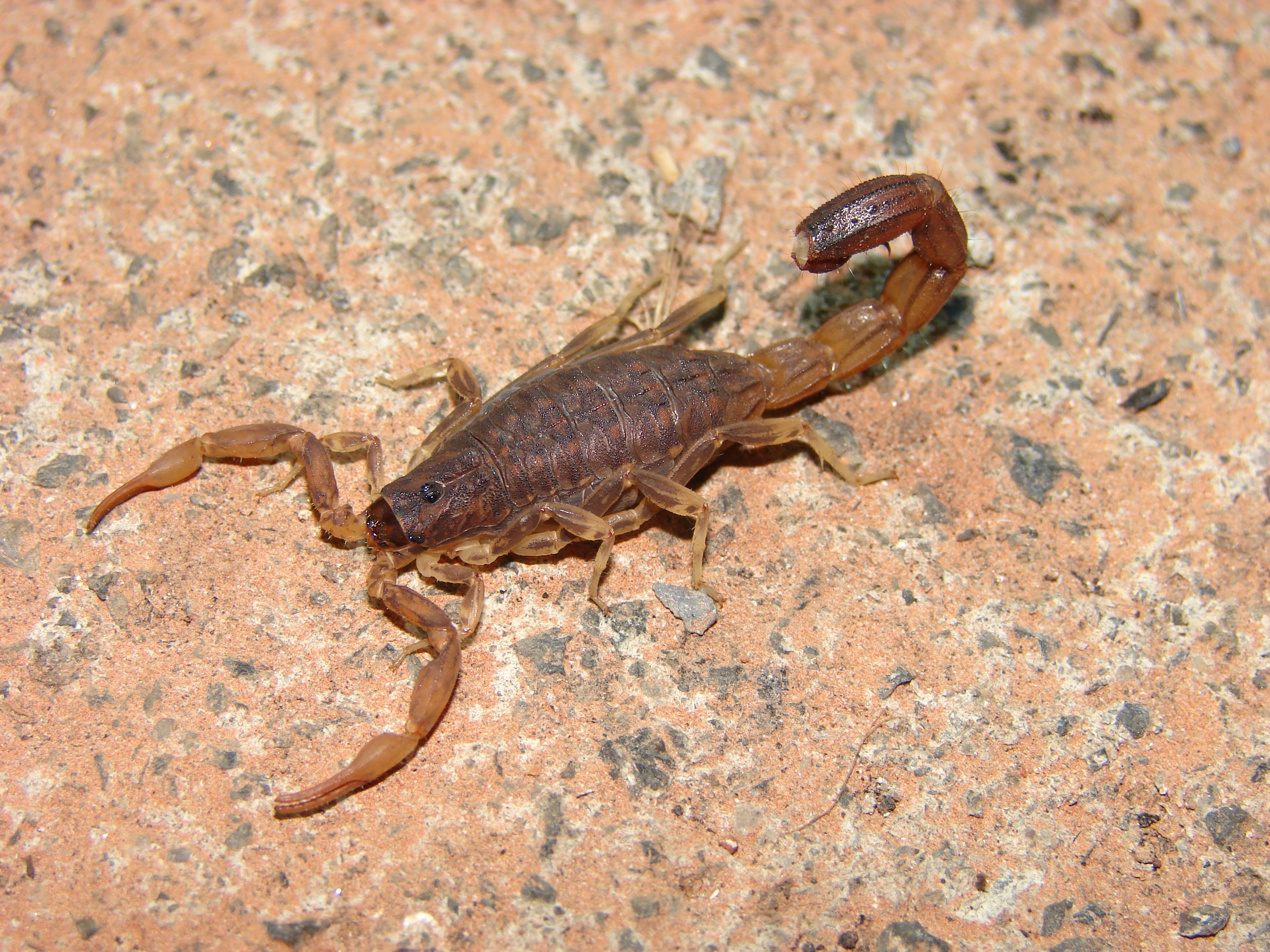 Родственники скорпиона. Вайовидовые Скорпионы. Garypus Titanius. Mesobuthus martensii. Жук Скорпион.