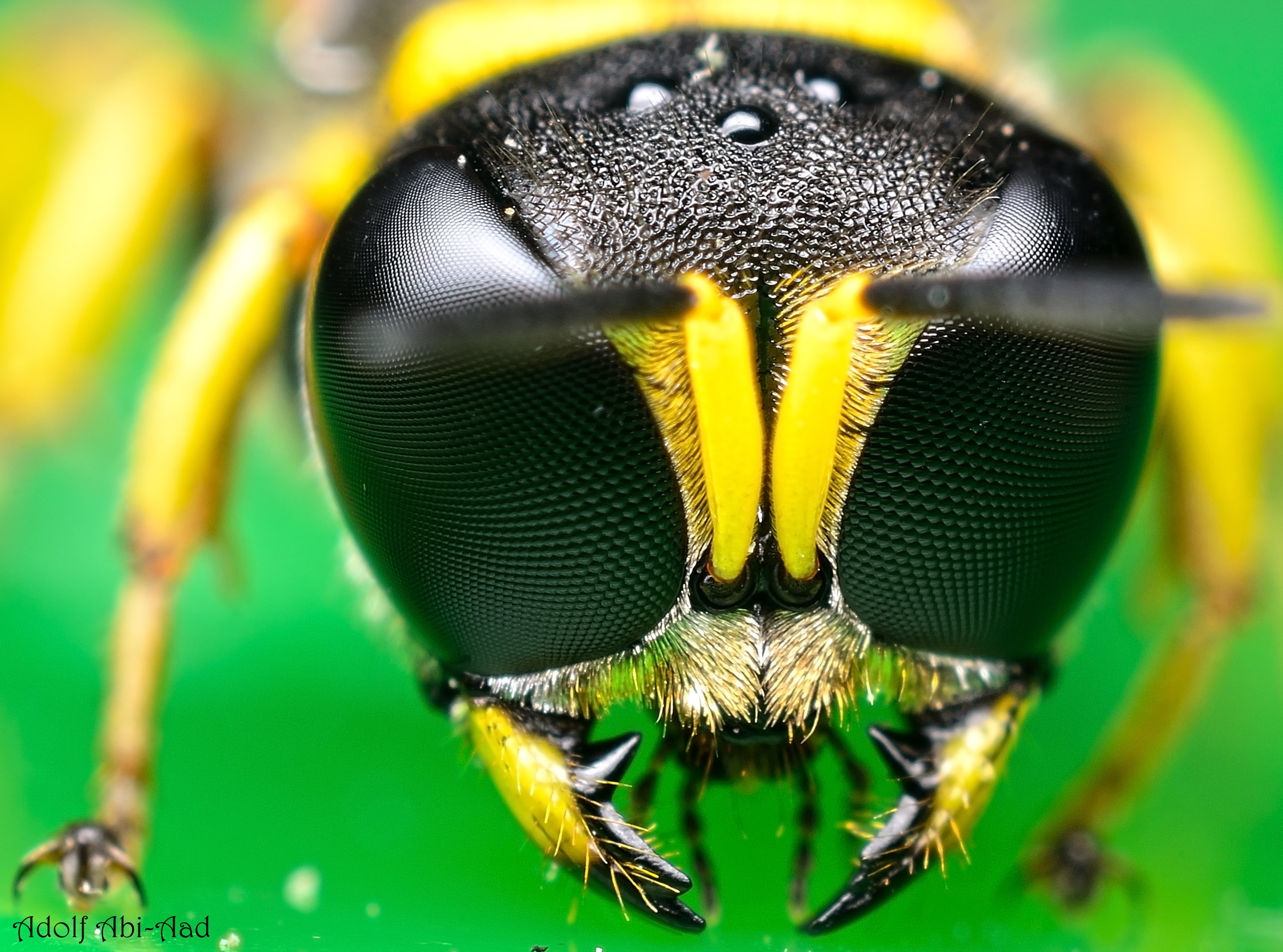 Глаза насекомых имеют. Глаза пчелы. Насекомые вблизи. Глаза осы. Фасеточные глаза.