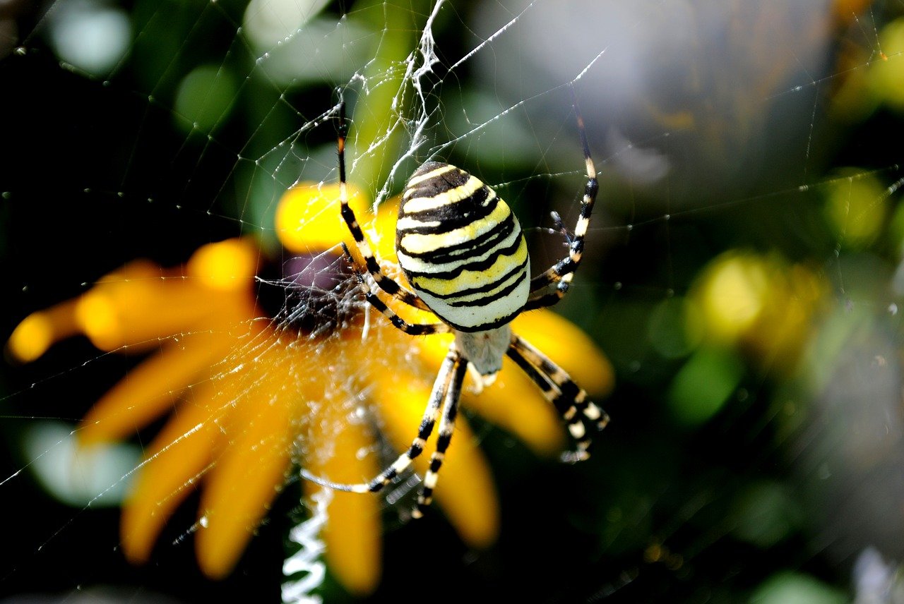 Паук билайн. Желтый паук. Паук крестовик. Маленький полосатый паук черно желтый.