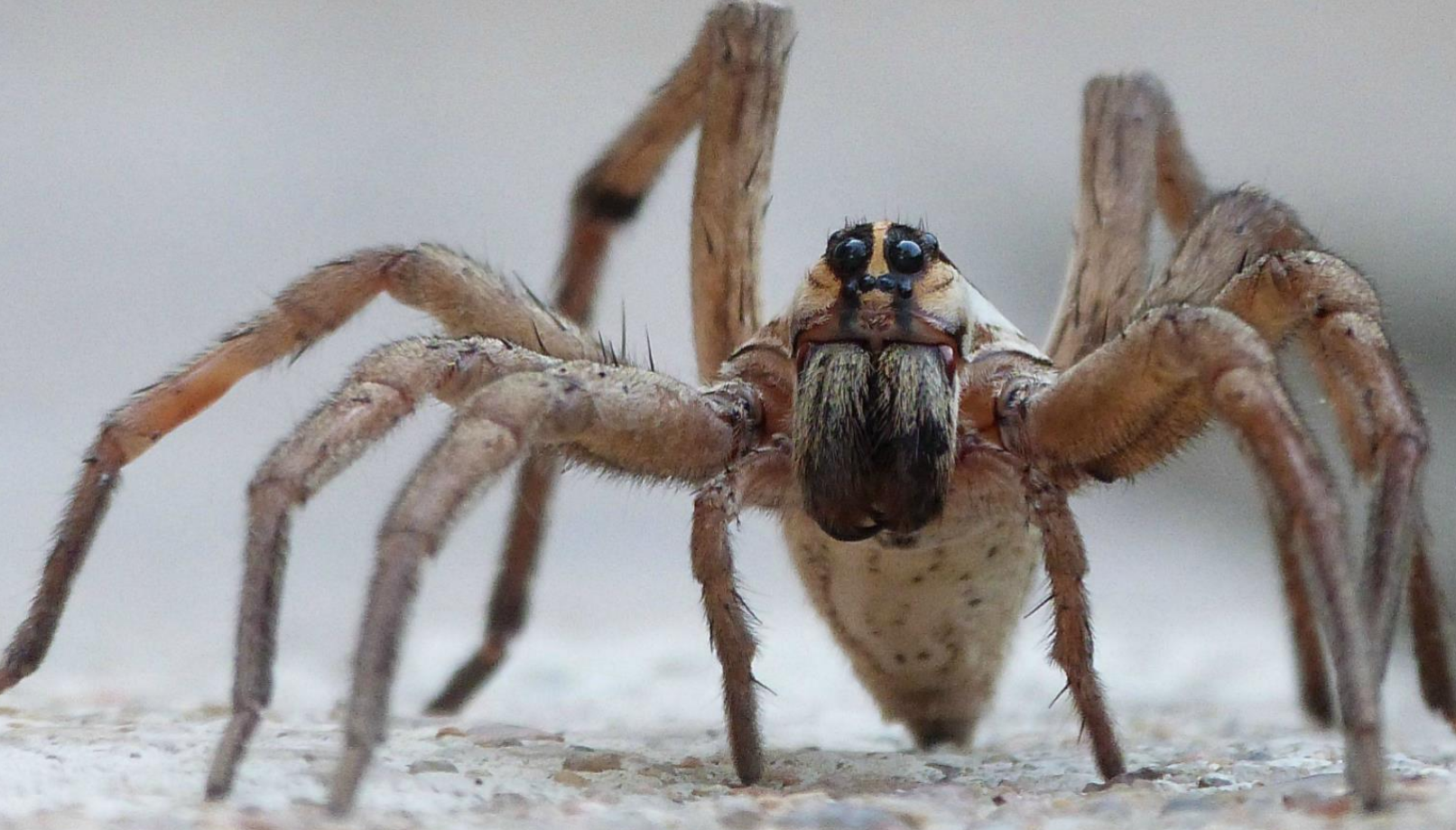 Spiders pictures. Австралийский Странствующий паук. Странствующий паук Голиаф. Тарантул паук ядовитый гигантский. Вулф Спайдер.