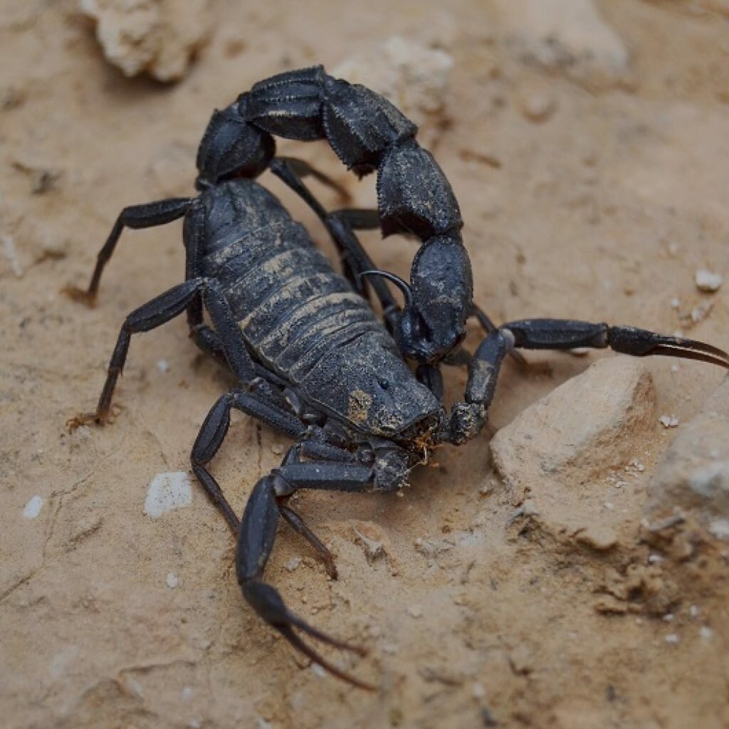 Родственники скорпиона. Скорпион Heterometrus cyaneus. Андроктонус Скорпион толстохвостый. Черный толстохвостый Скорпион. Гетерометрус cyaneus.