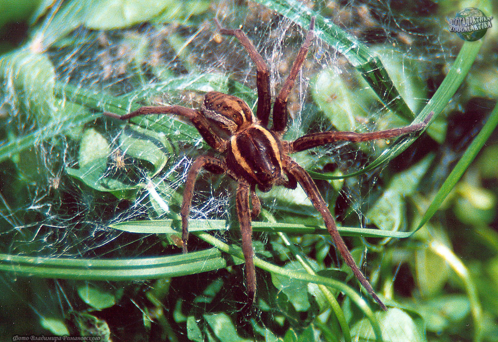 Большие пауки подмосковья фото и описание