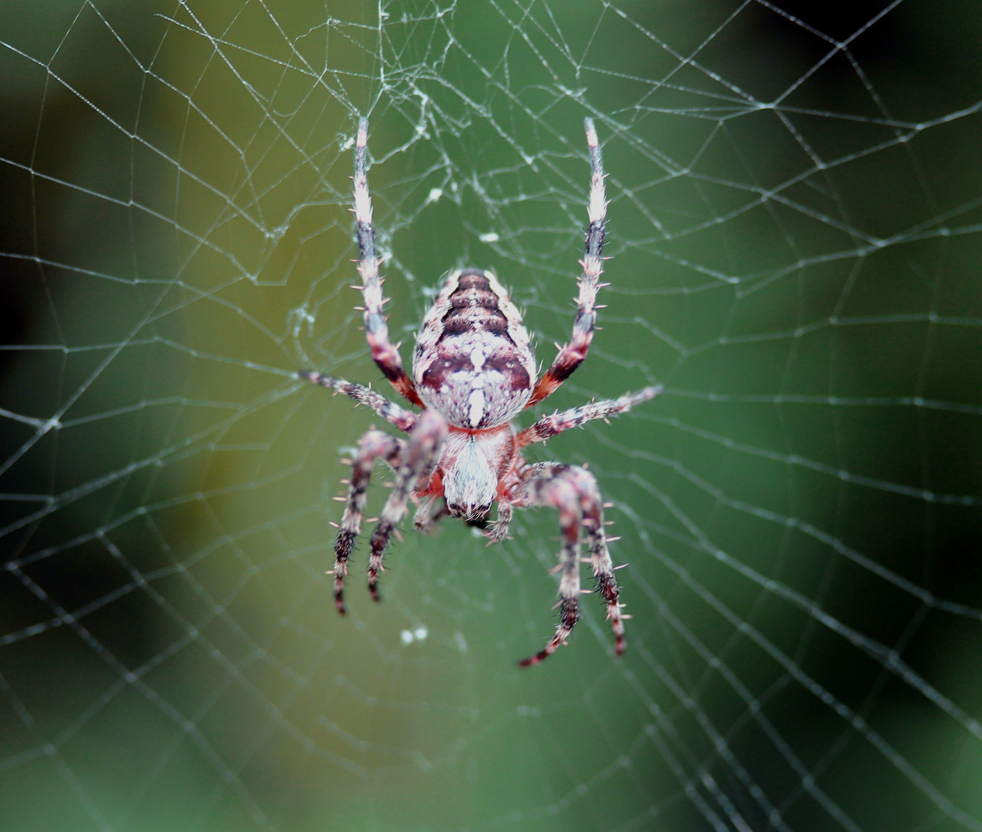 паук арлекин фото