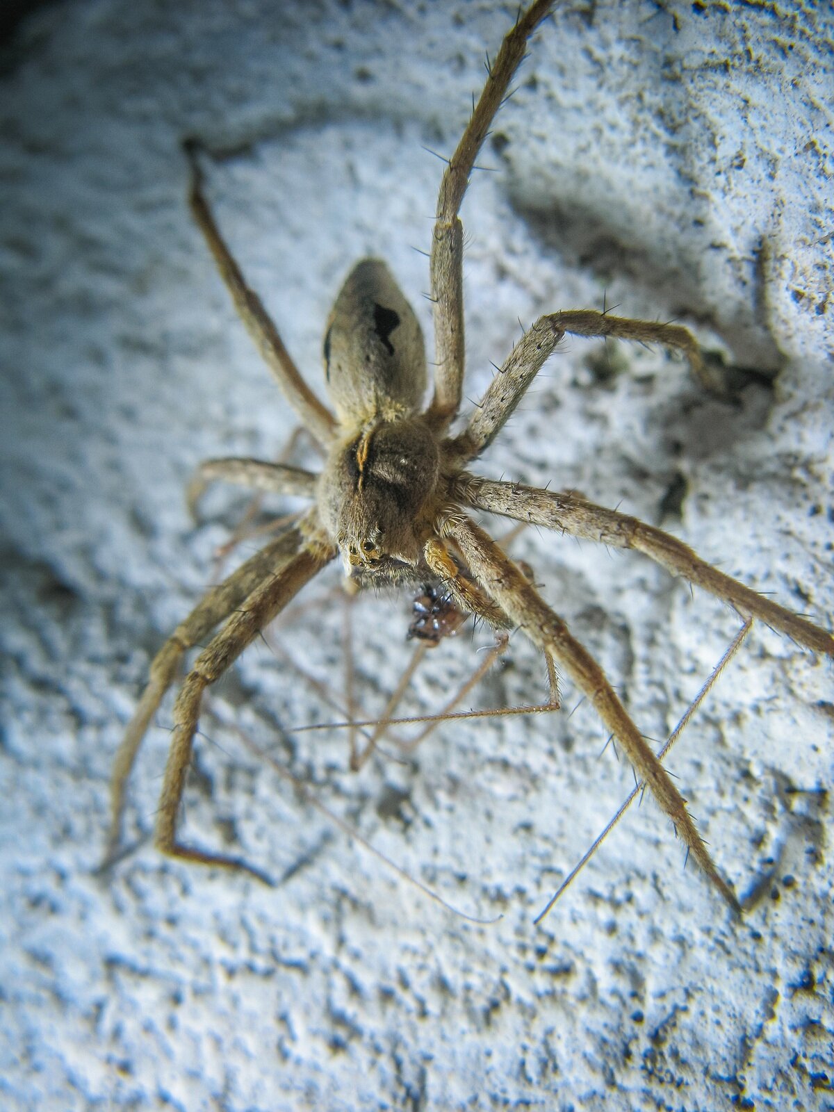 виды ядовитых пауков фото