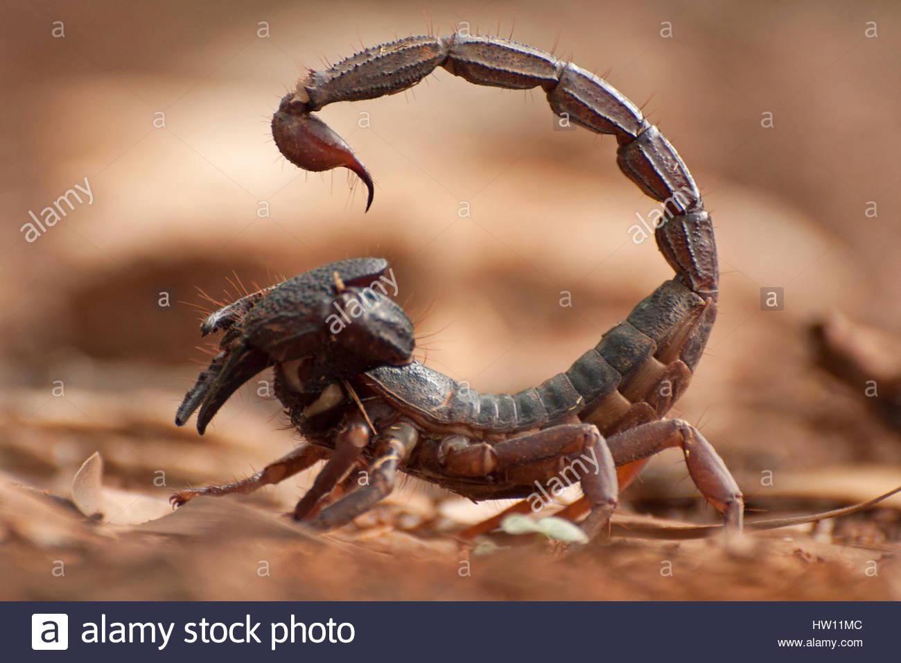 Animals scorpions. Скорпион Лейрус. Скорпион пандинус Виаторис. Жвалы скорпиона. Голубой Императорский Скорпион.