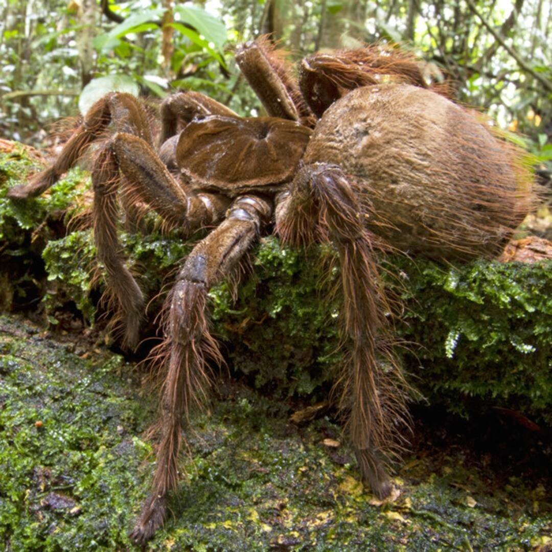 Самые огромные пауки в мире - 92 фото