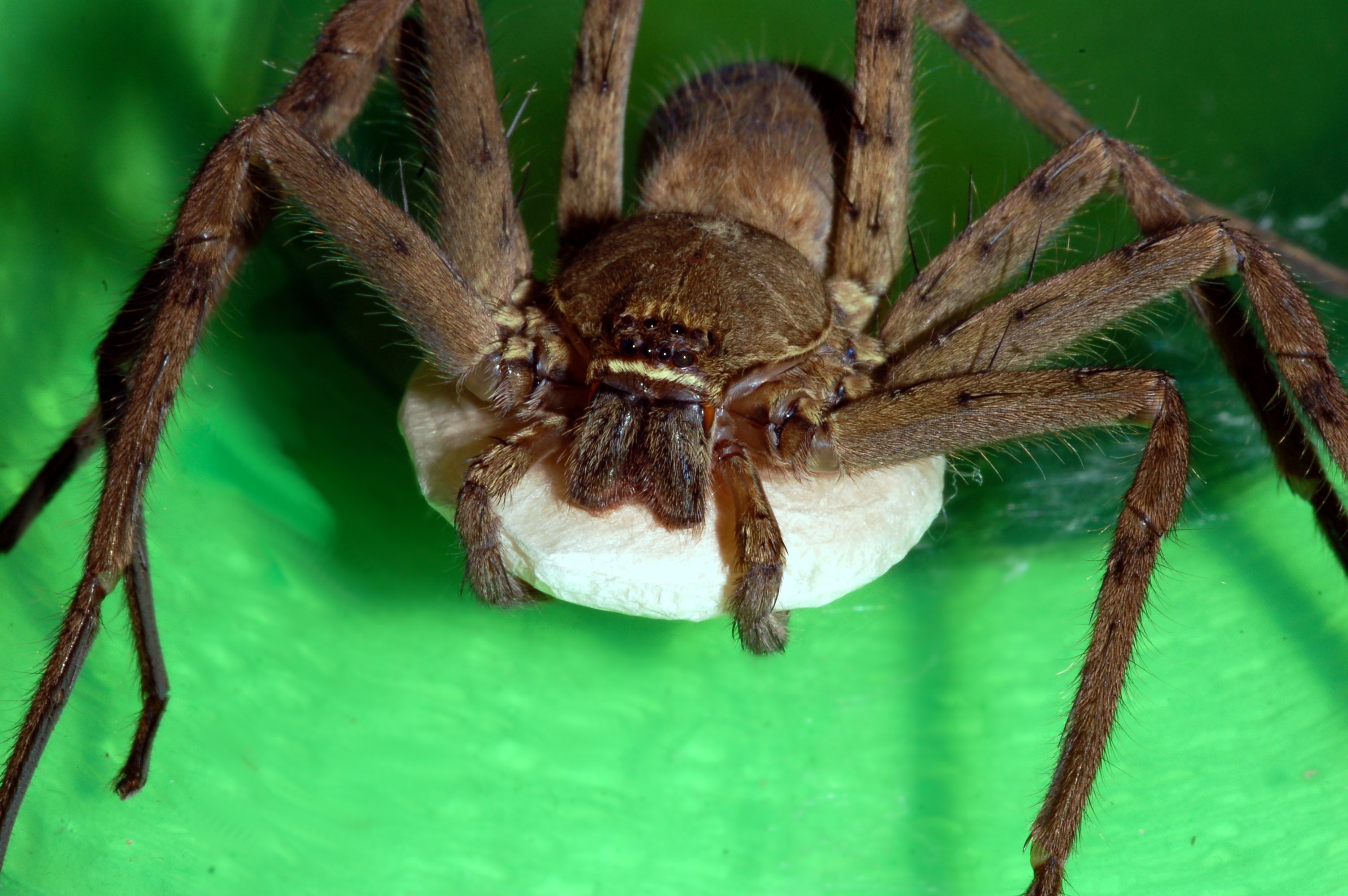 Самый большой паук в австралии фото и название