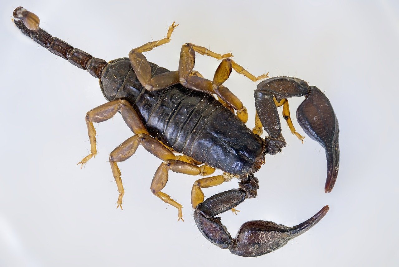 Скорпион Euscorpius Candiota