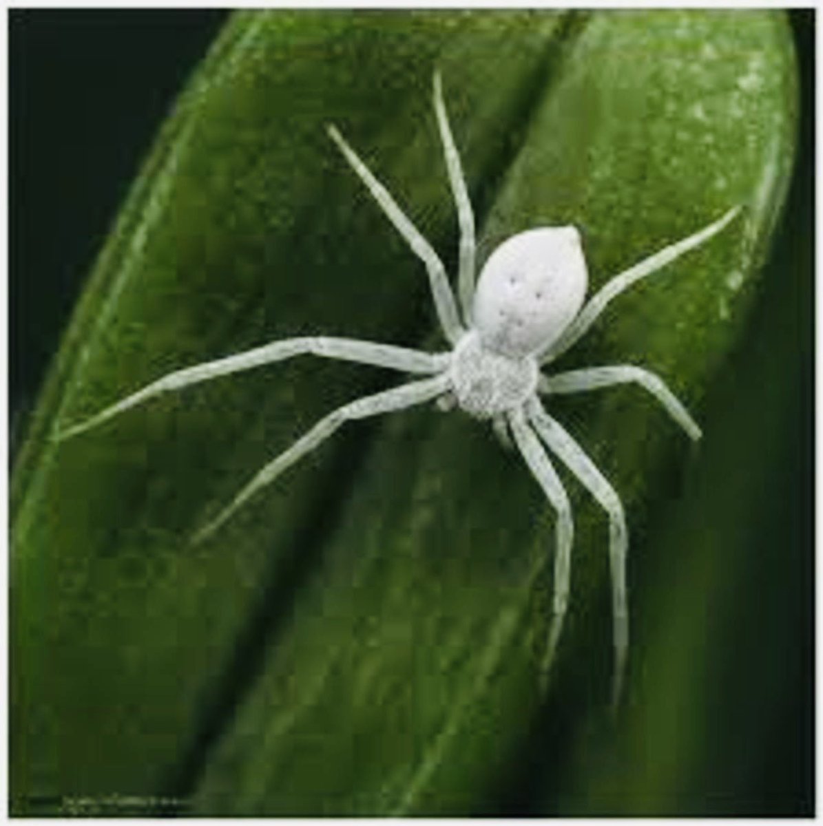 Белый паук домашний - 49 фото