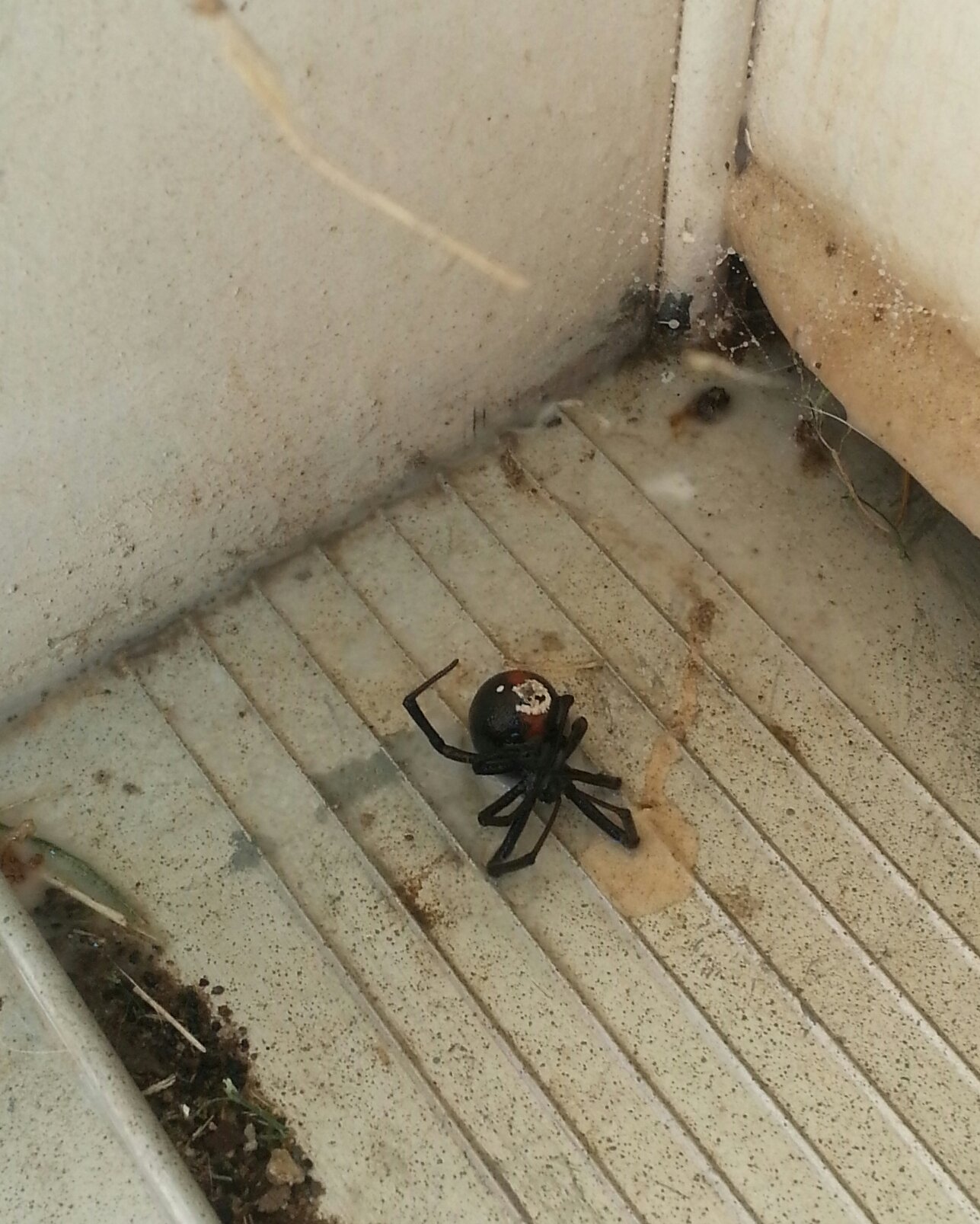 Чёрная вдова паук в доме