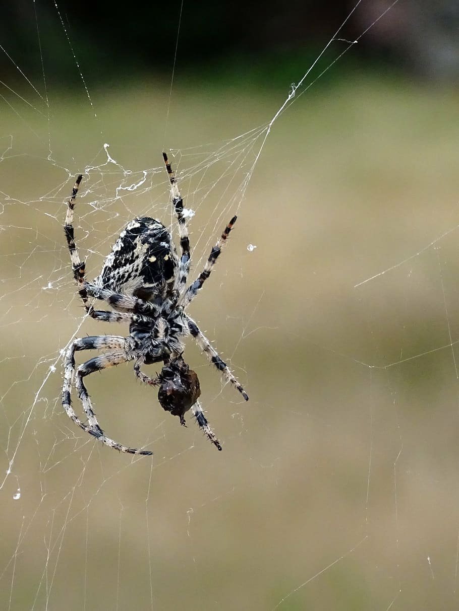 Черно белый паук - 48 фото