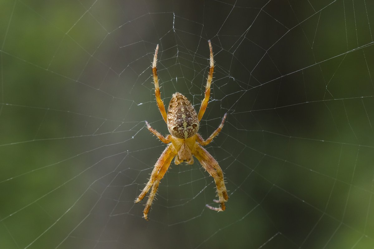 Среда жизни пауков. Паук крестовик. Крестовик обыкновенный паук. Паук с крестом. Araneus diadematus - крестовик.