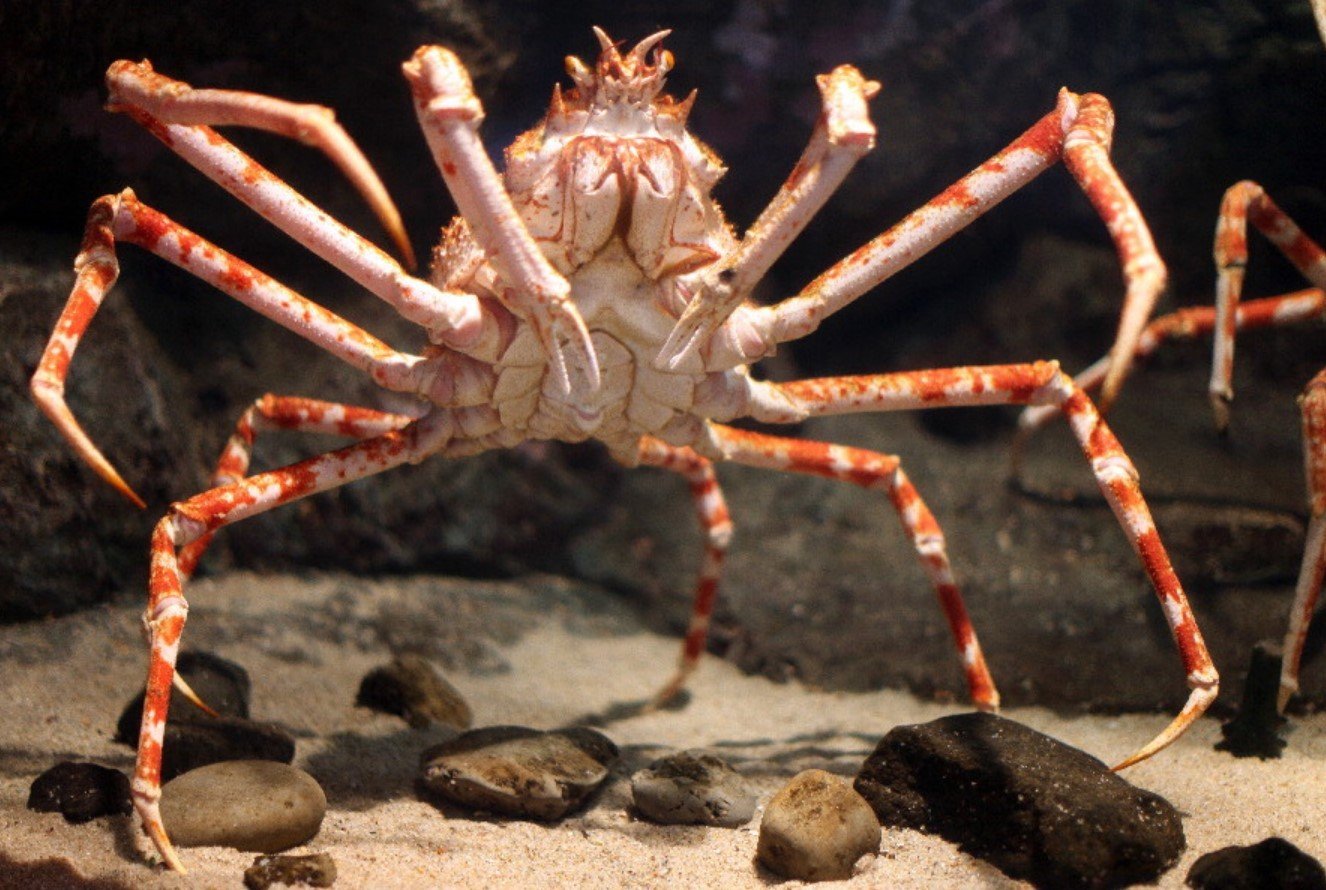 Высший краб. Японский глубоководный краб паук. Восьмиточечный паук-краб. Крабы Macrocheira kaempferi. Japanese Spider Crab японский краб-паук.
