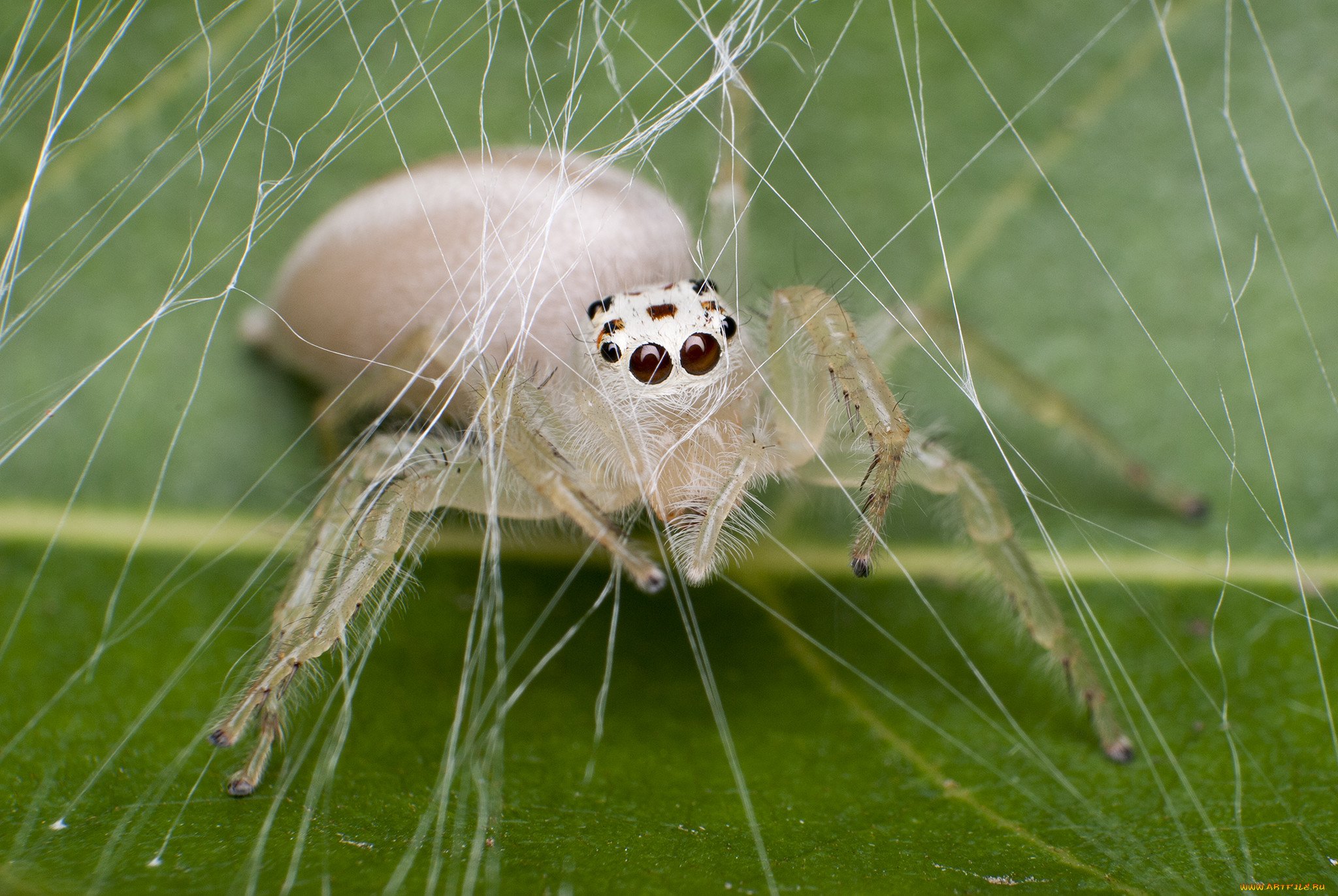 К чему снятся большие пауки во сне