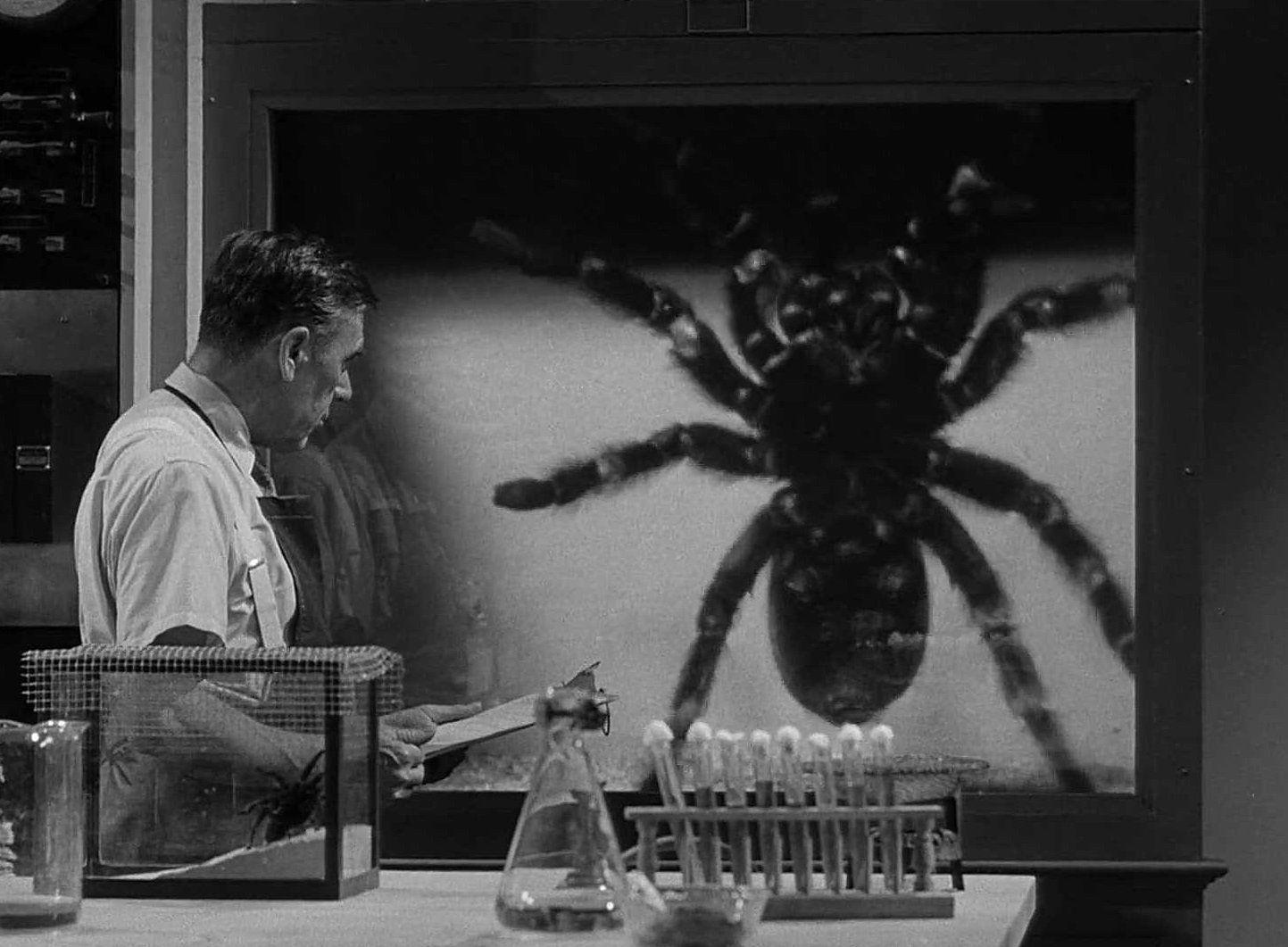 Нападение пауков. Тарантул 1955. Тарантул 1955 Клинт Иствуд. «Тарантул» (англ. Tarantula; США, 1955).