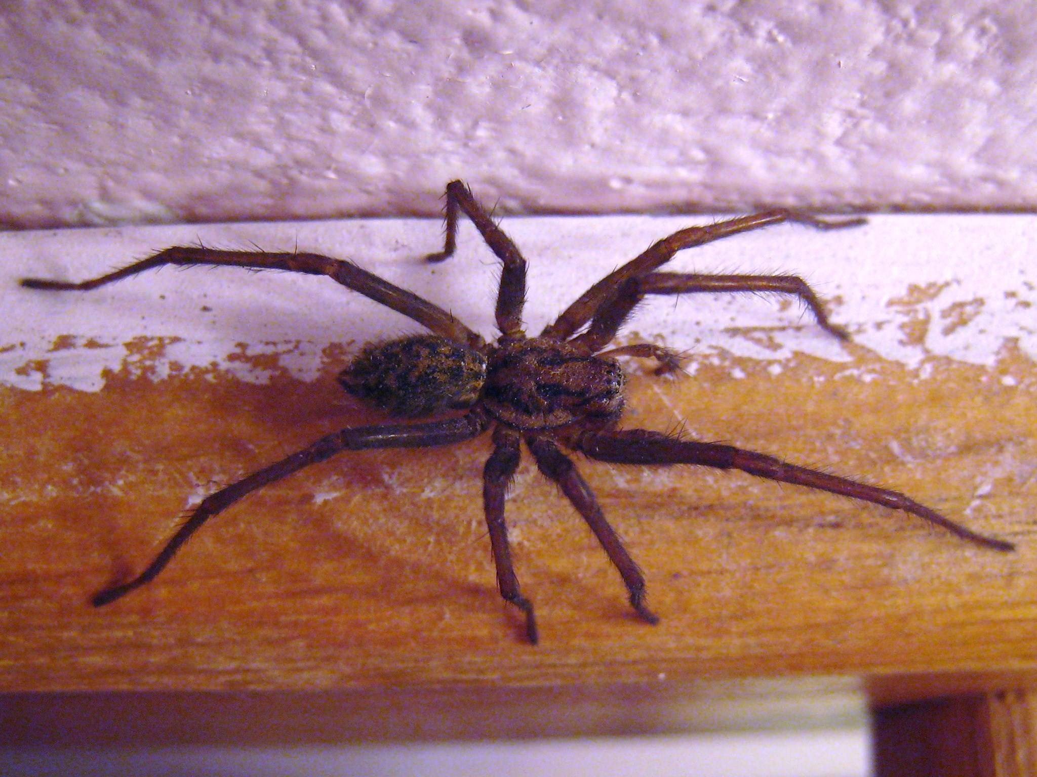 Большой домашний паук. Tegenaria gigantea. Паук охотник Хантсмен. Паук giant House Spider. Tegenaria gigantea. Коричневый Домовой паук.