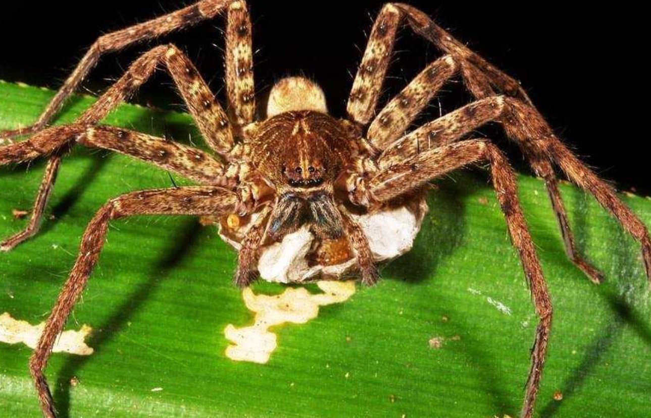 Самые самые паукообразные. Huntsman Spider паук-охотник. Паук-охотник heteropoda maxima. Австралийский Странствующий паук. Heteropoda venatoria паук.
