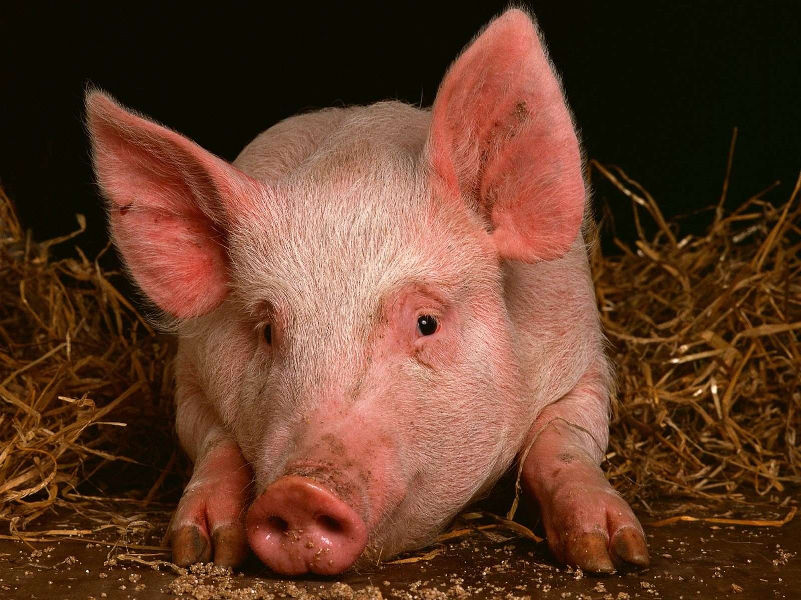 Куплю свинину живую. Свинья. Фото свиньи. Свинья животное. Свинья картинка.