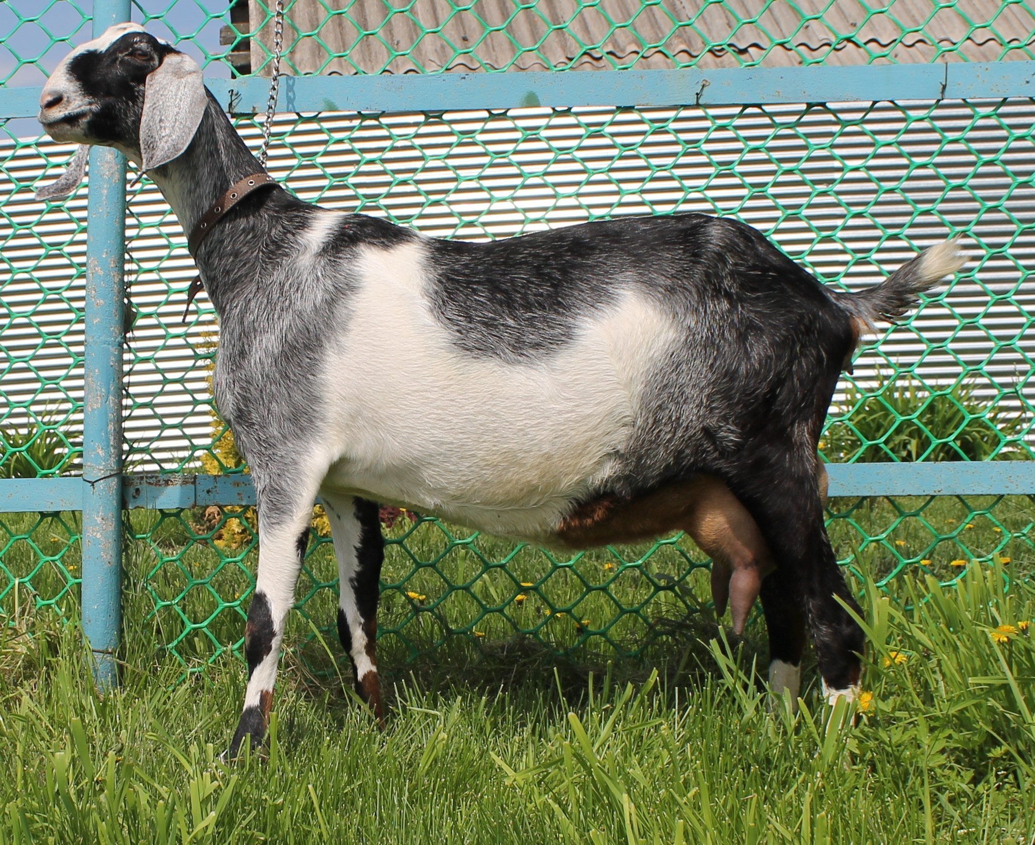 Как определить породу козы по фото