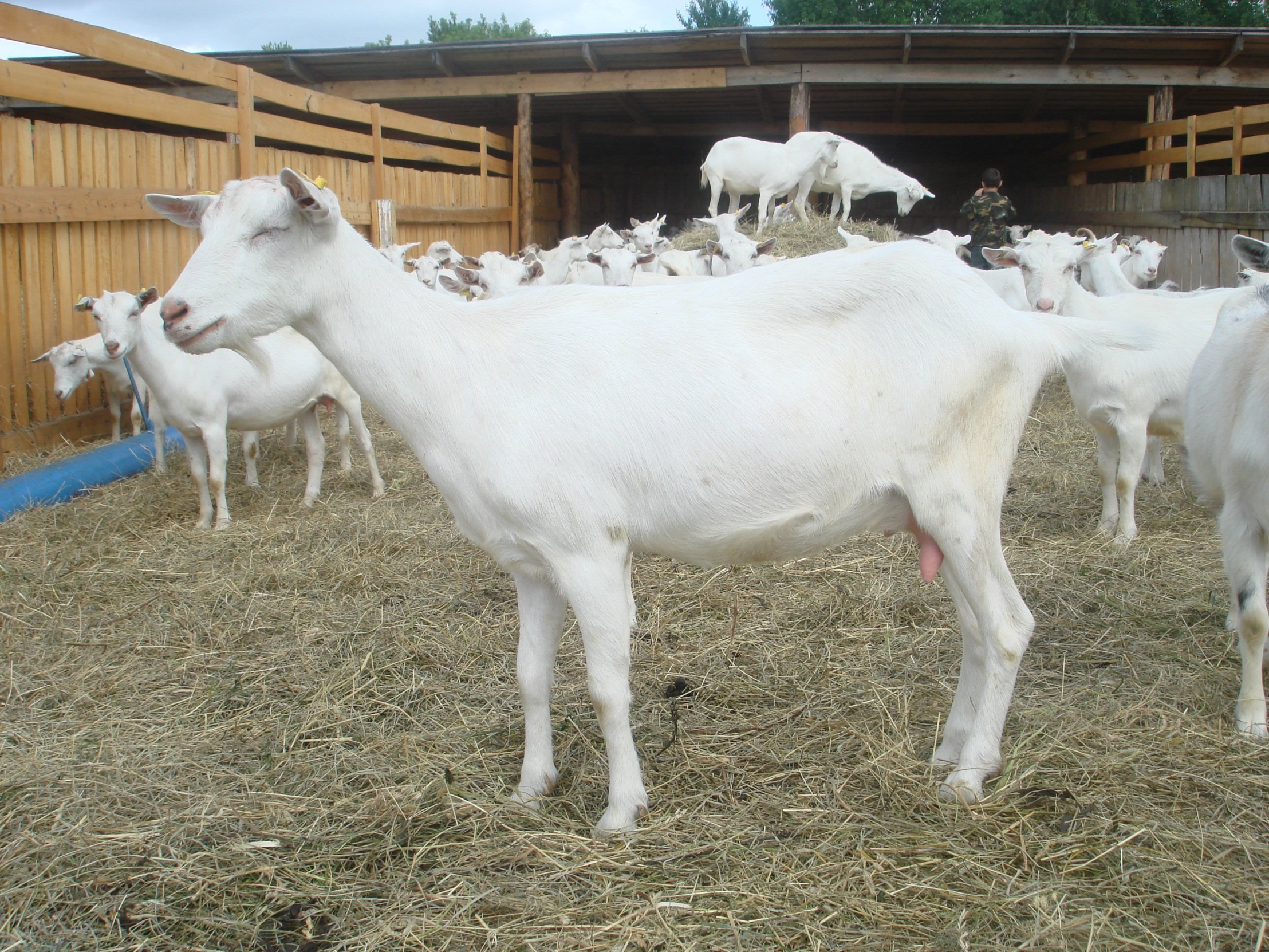 Породы коз молочных без запаха. Зааненская коза. Вислоухие зааненские козы. Чистокровные зааненские козы. Зааненская коза молоко.