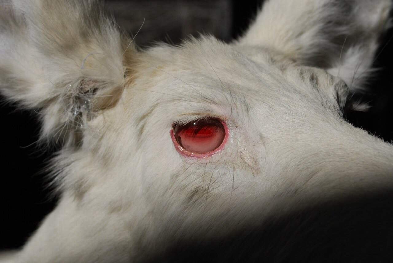 Мертвые ягнята. Козленок альбинос. Глаза козы. Зрачки козы. Глаза альбиносов животных.