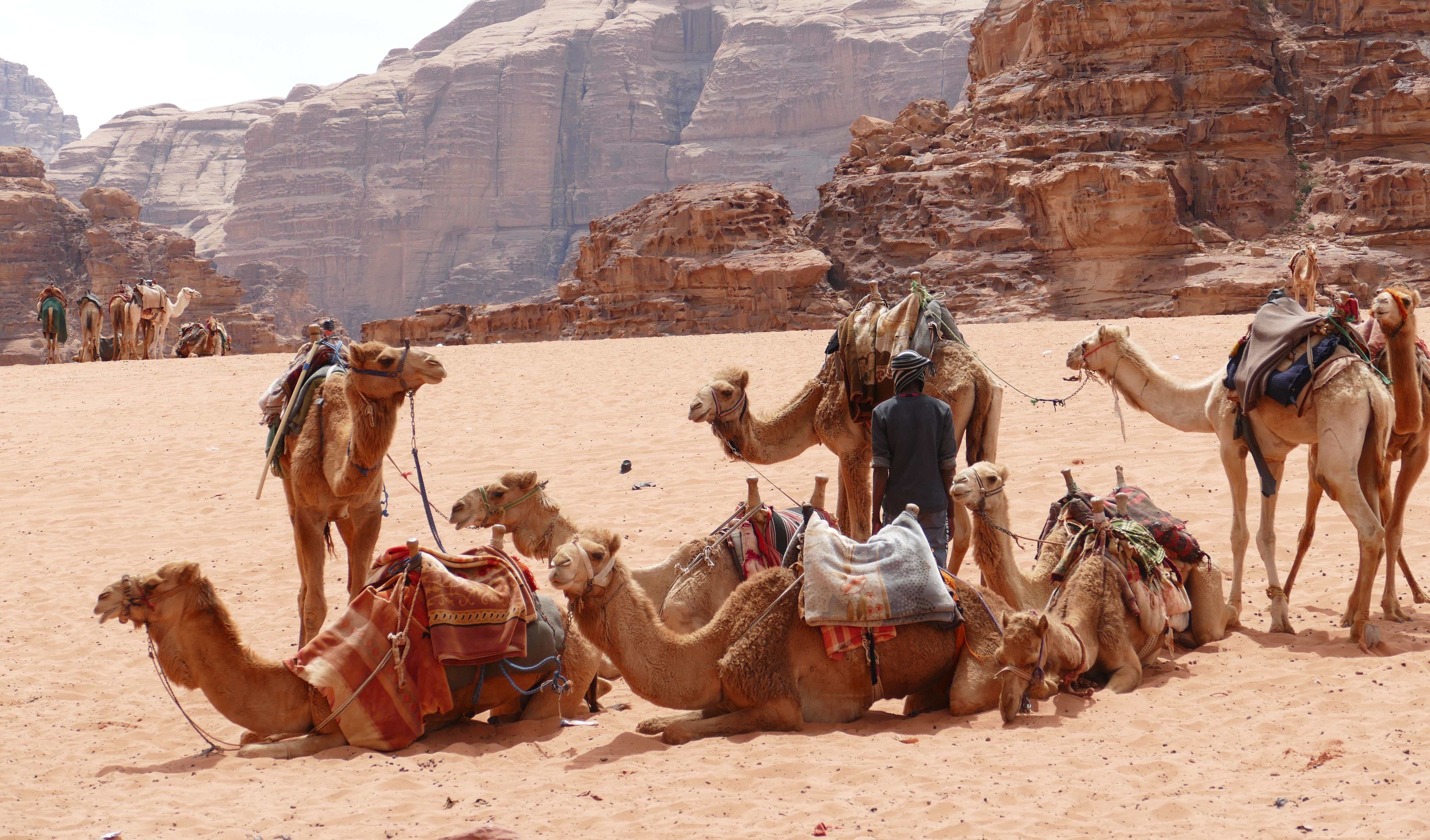 Большой караван. Вади-рам Иордания. Верблюды Караван Вади рам. Пустыня Вади рам Иордания. Бедуины в Египте.