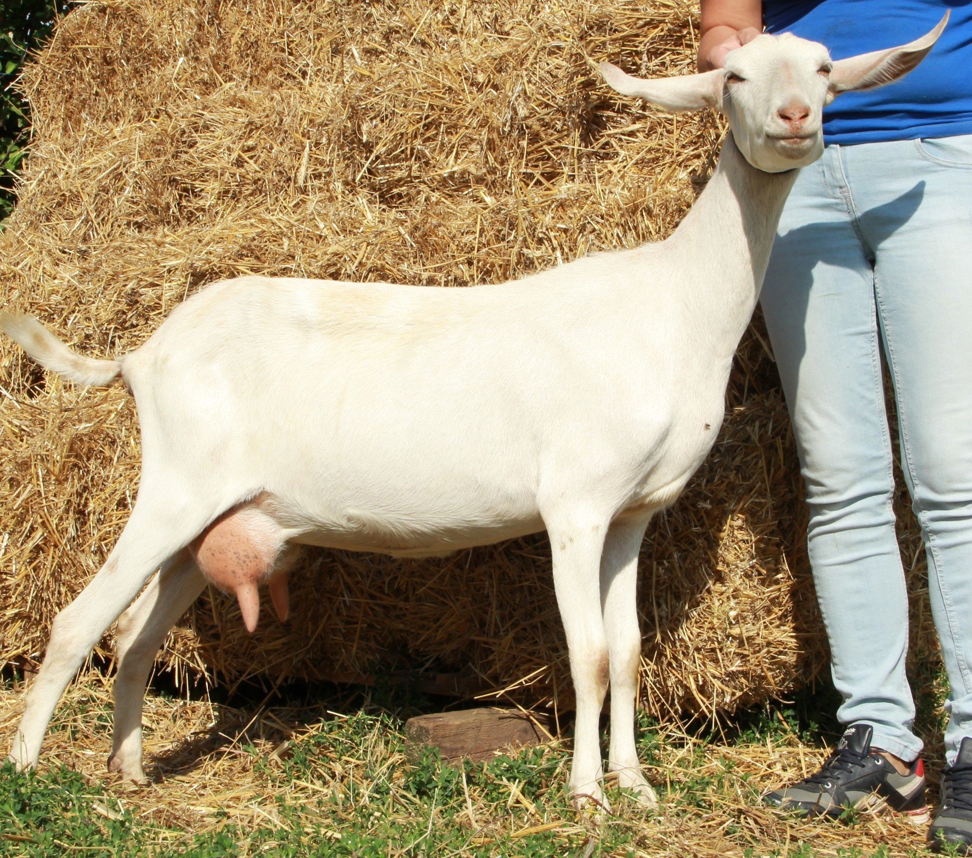 Характеристика пород коз. Зааненская порода коз. Дойная коза порода зааненская. Молочная коза порода зааненская. Коза зааненский парола.