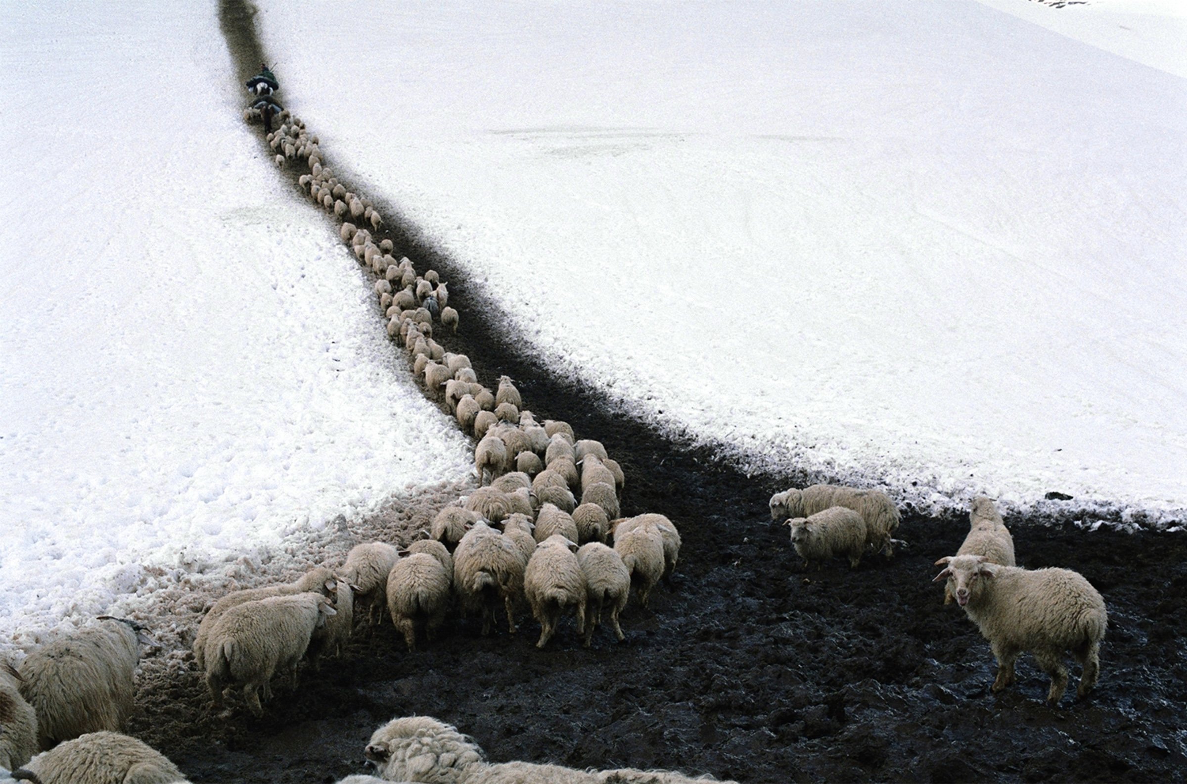 Высоцкий шагают бараны в ряд. Отара овец в горах. Стадо овечек. Бараны стадо. Овцы зимой.