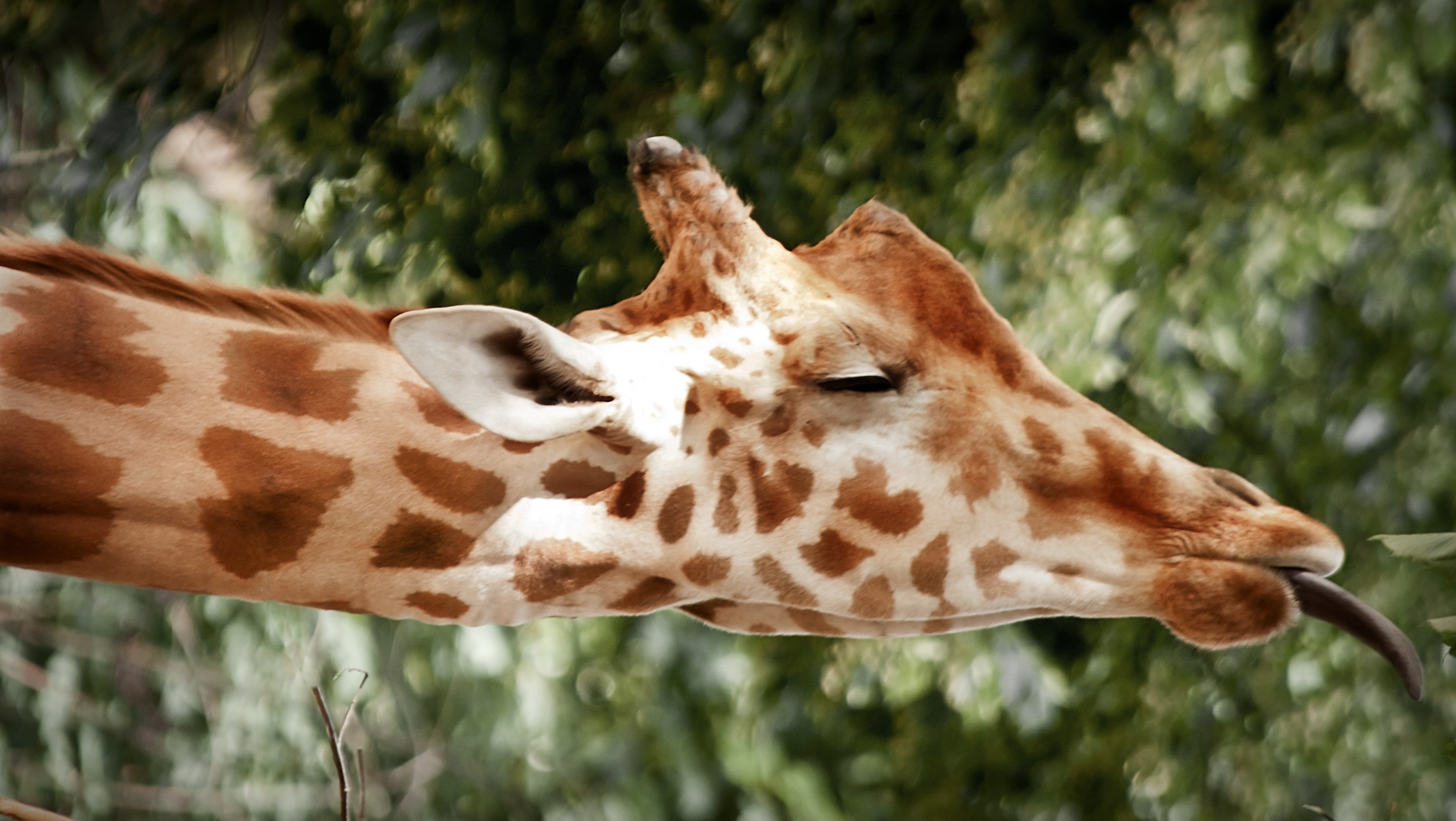 А у жирафа шея длинная. Жираф. Жирафы спят. Жираф лежит.
