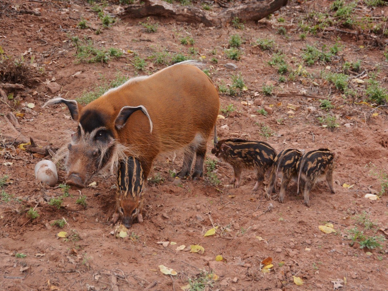 Свиньи в африке. Речная кистеухая свинья. Африканская кистеухая. Африканская кистеухая свинья. Африканская кистеухая (Речная) свинья.