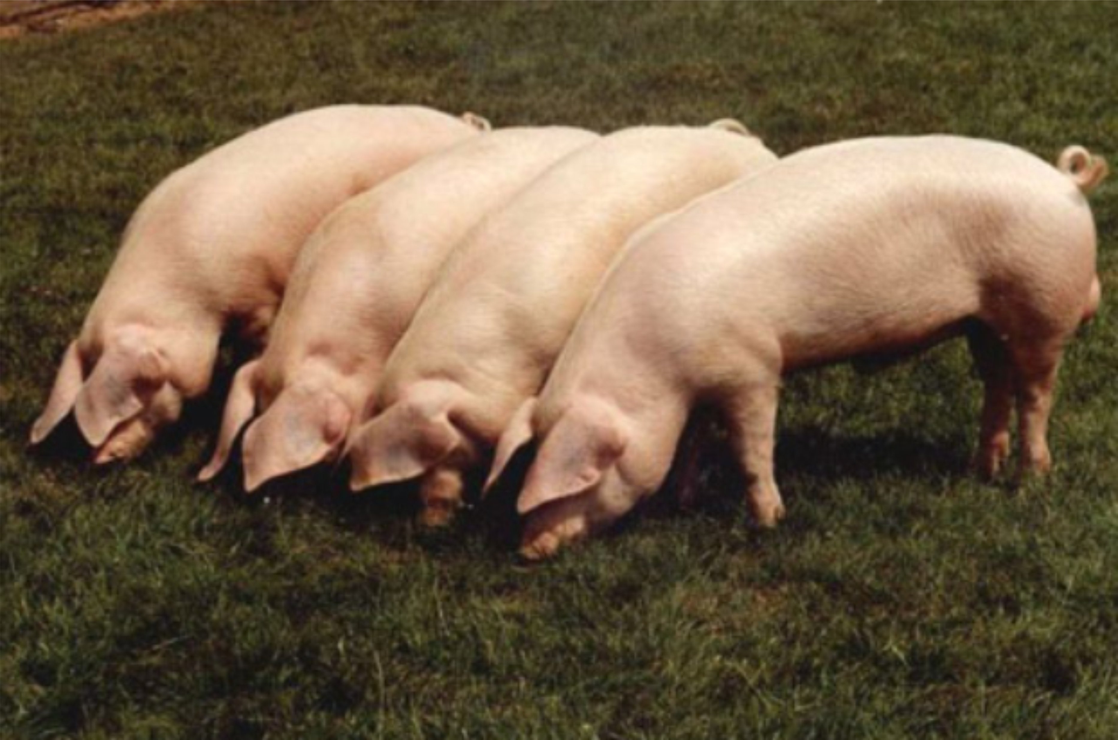 Беконная порода свиней ландрас