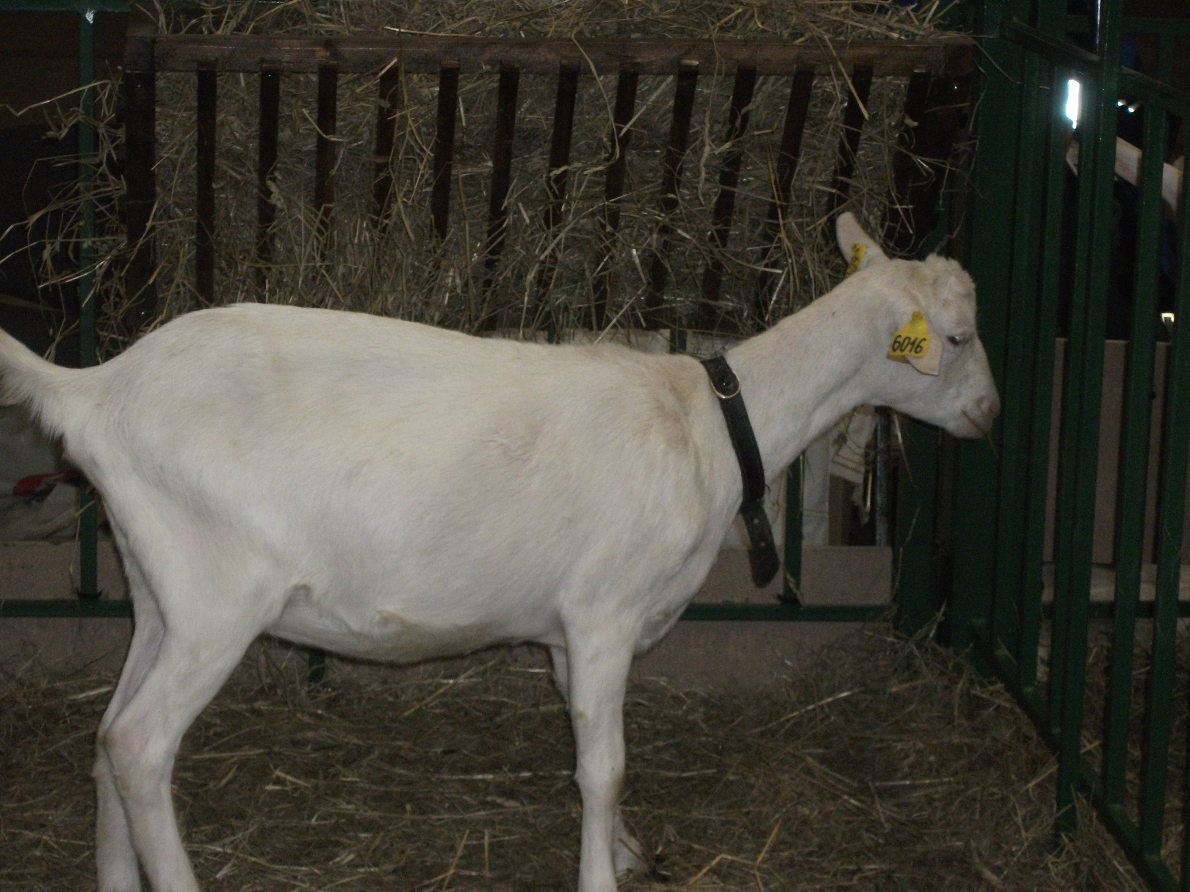 Зааненская порода купить. Зааненская порода коз. Коза зааненская 4 года. Зааненские козы окрас. Зааненская коза расцветки.