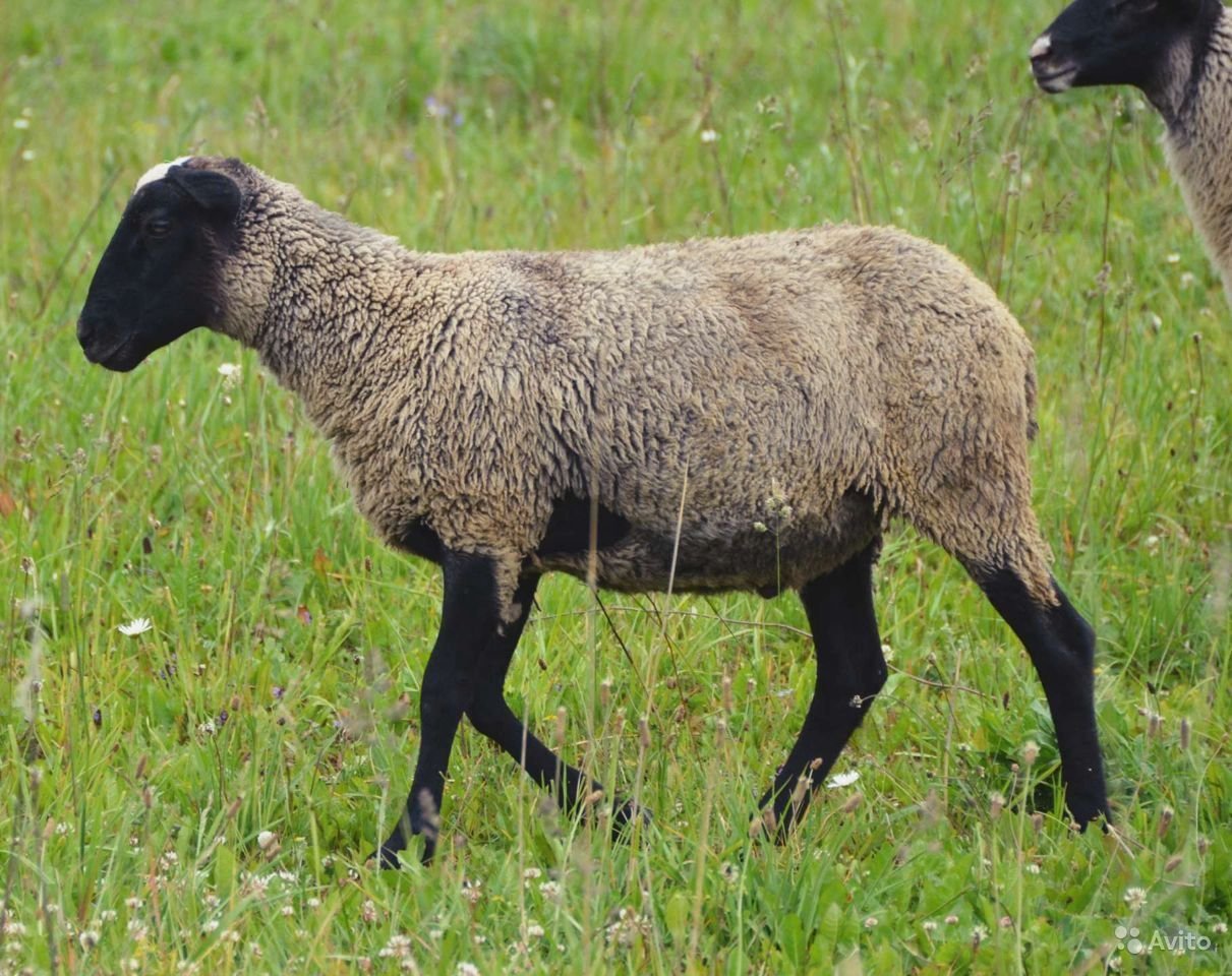 Эдильбай порода овец